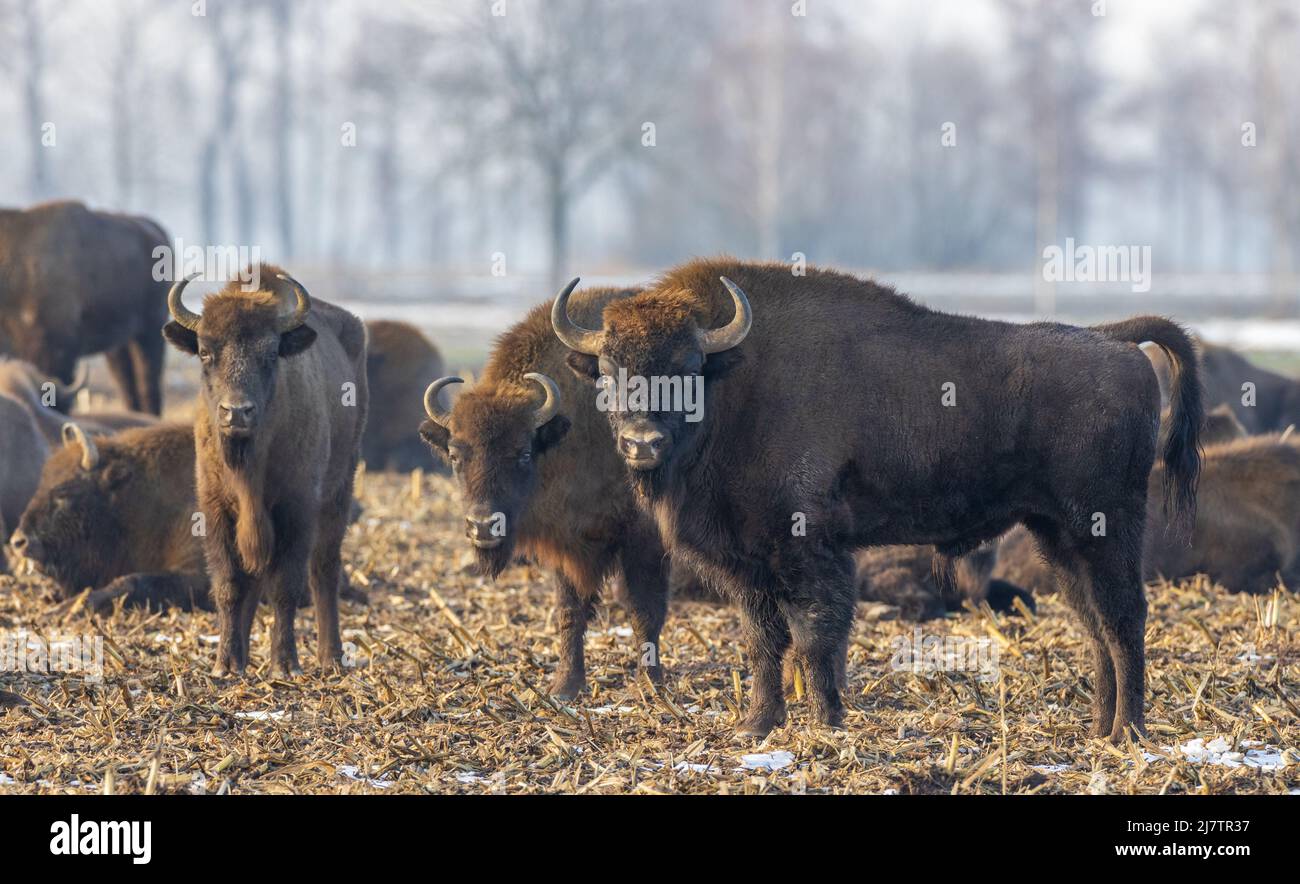 Troupeau européen de bisons qui boit en hiver, Podlaskie Voivodeship, Pologne, Europe Banque D'Images