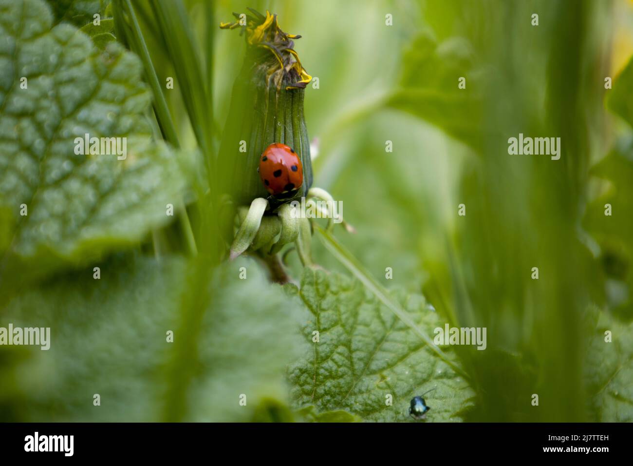 Coccinelle sur une fleur de pissenlit Banque D'Images