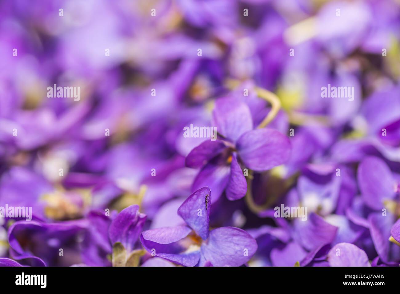 fleurs de lilas fraîches collectées pour le thé dans la vue détaillée du printemps Banque D'Images