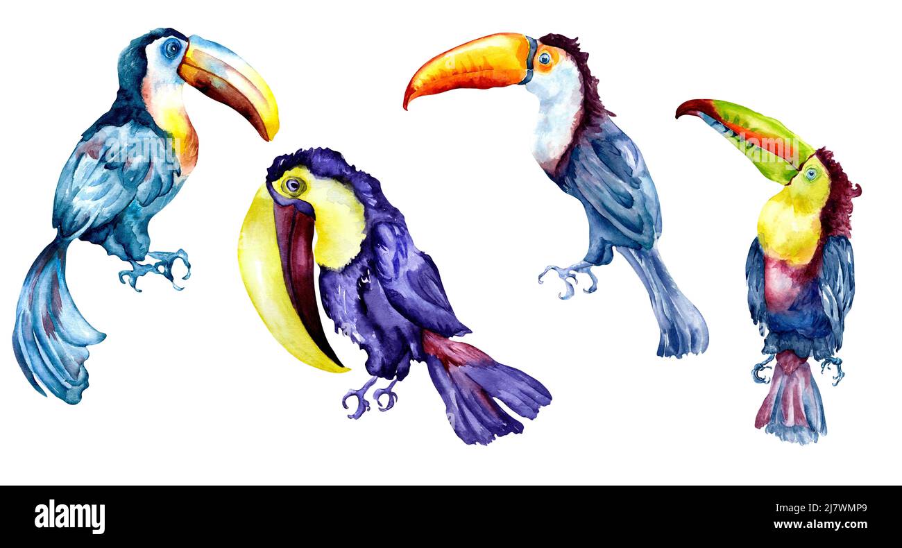 Ensemble de toucans exotiques oiseaux tropicaux aquarelle illustration, peint à la main divers oiseaux colorés avec grand bec, la vie des animaux multicolore pour la compositio Banque D'Images