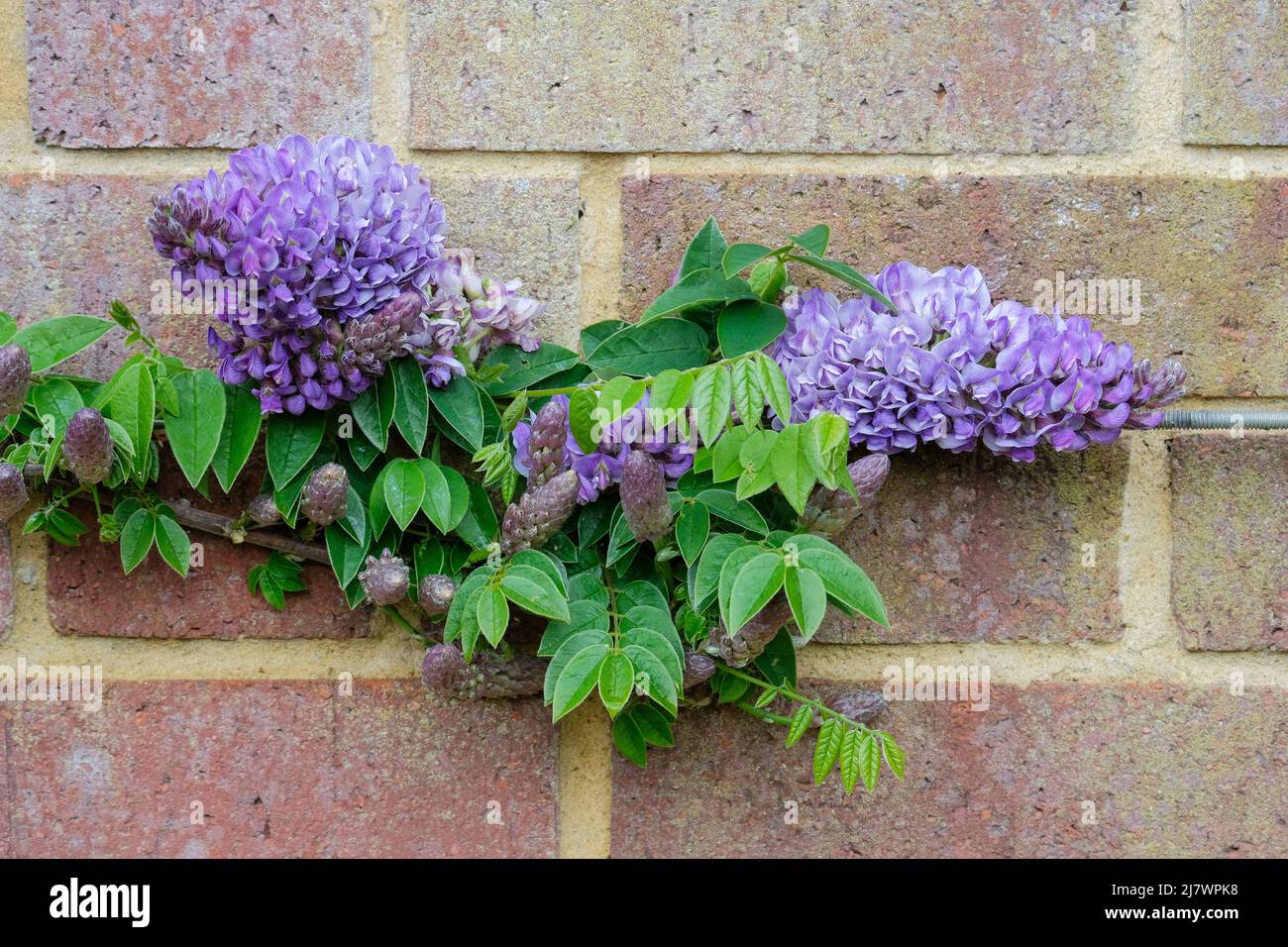 Wisteria frutescens 'Longwood Purple', wisteria américaine. Fleurs ouvrant à la fin du printemps Banque D'Images