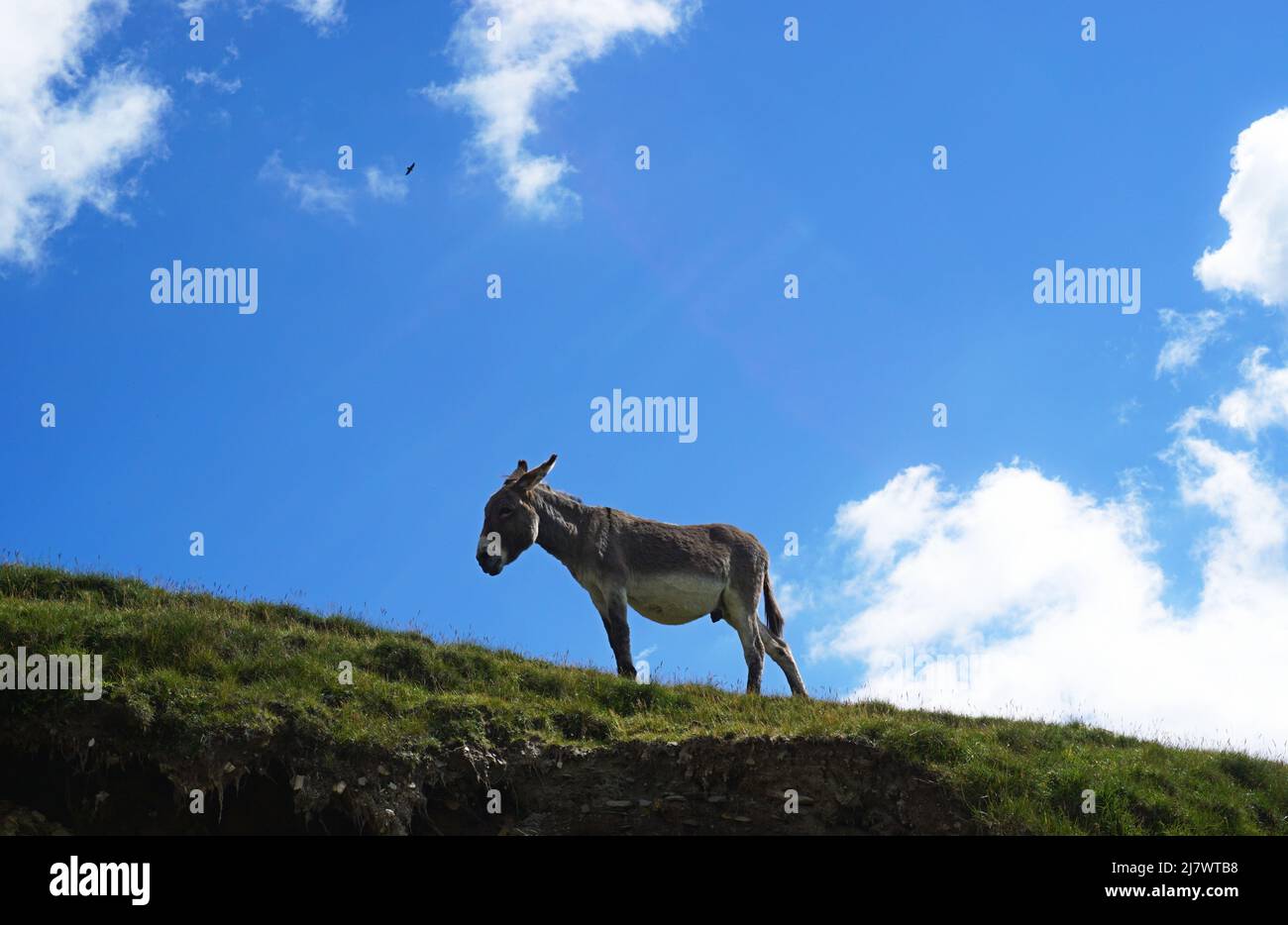 Lonely âne sur une colline avec un ciel bleu et des nuages blancs fond dans les montagnes Carpates, Roumanie Banque D'Images