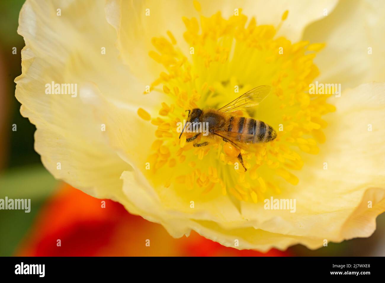 Abeille collectant du pollen sur Poppies Blossom Banque D'Images