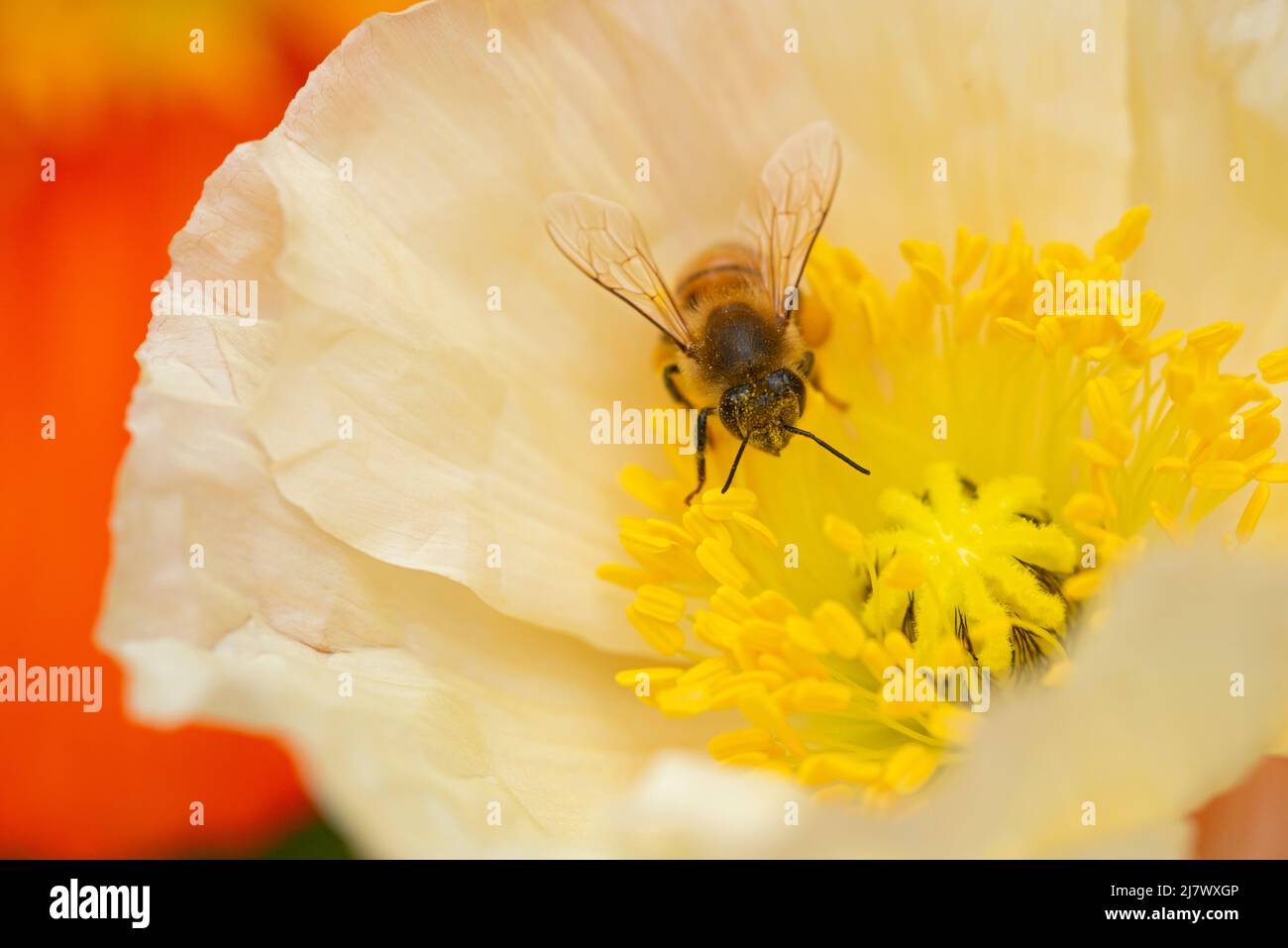 Abeille collectant du pollen sur Poppies Blossom Banque D'Images