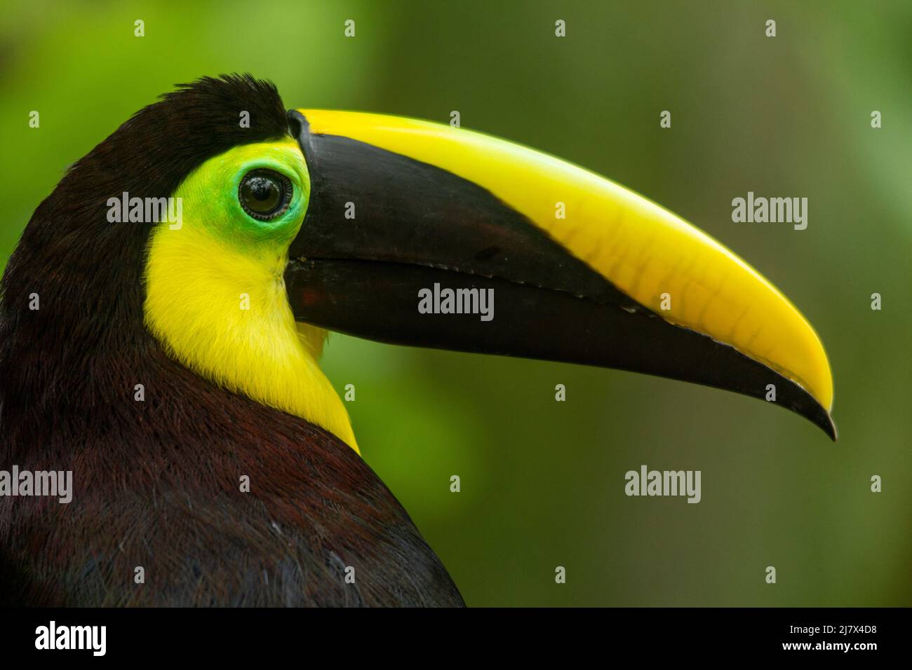 Toucan noir-mandibule (Ramphastos ambiguus) anciennement connu sous le nom de Toucan de châtaigne-mandibule, Colombie Banque D'Images