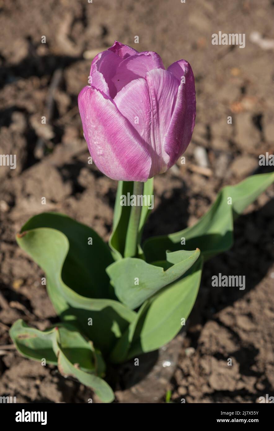 jeune tulipe rose aux pétales frais, variétés dérivées Banque D'Images