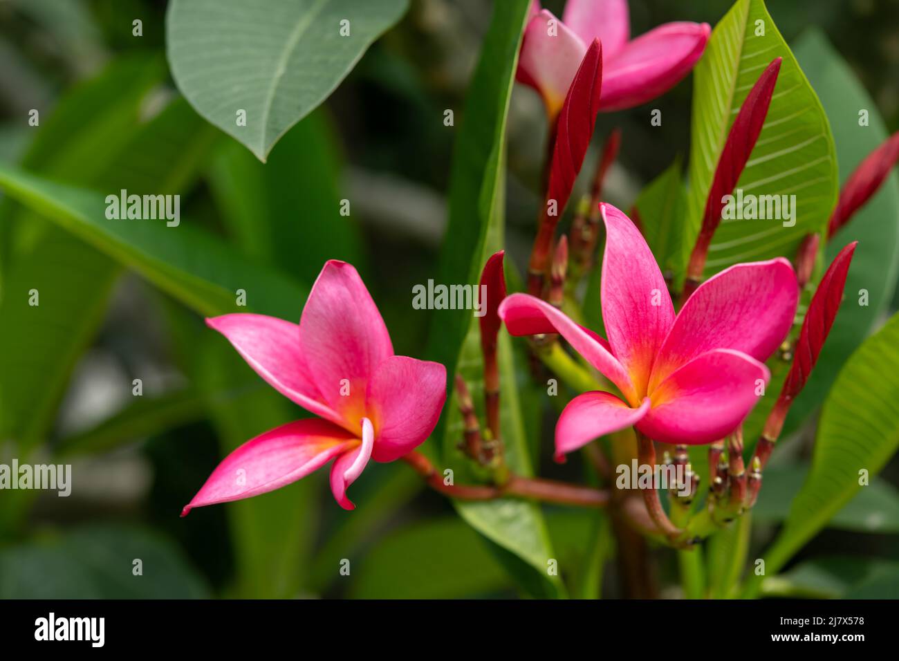 Plumeria rubra Linn en gros plan Banque D'Images