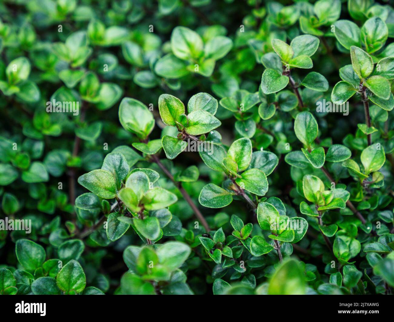 Gros plan Thyme orange arôme jardin herbe texture de fond Banque D'Images