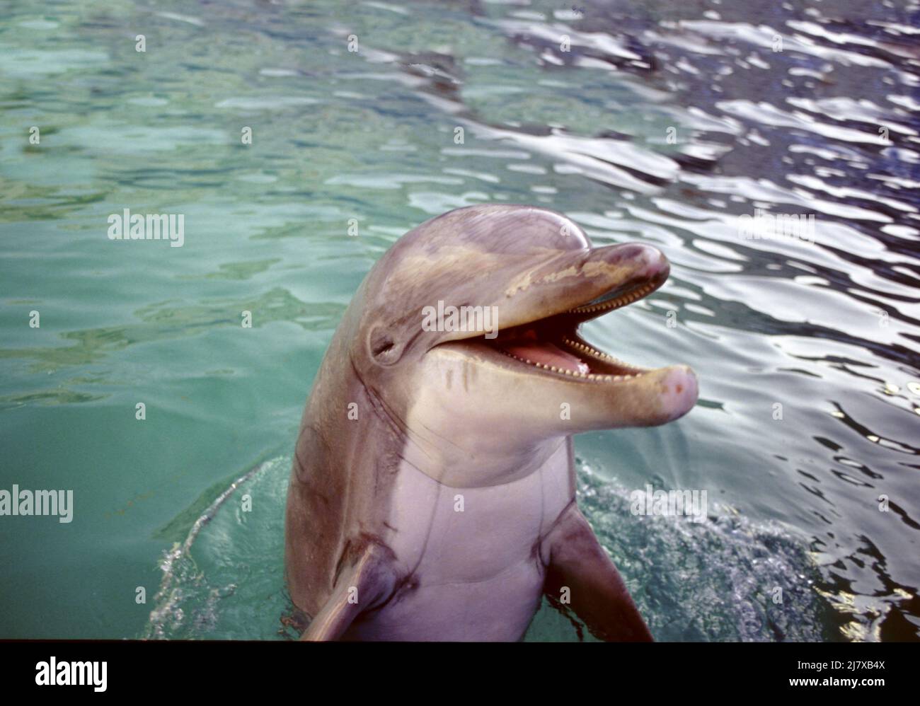 Nez de bouteille dauphin. Tursiops truncatus, Marine Mammal une baleine à dents, photographiée en captivité au delphinarium de Morecambe 1984. Banque D'Images