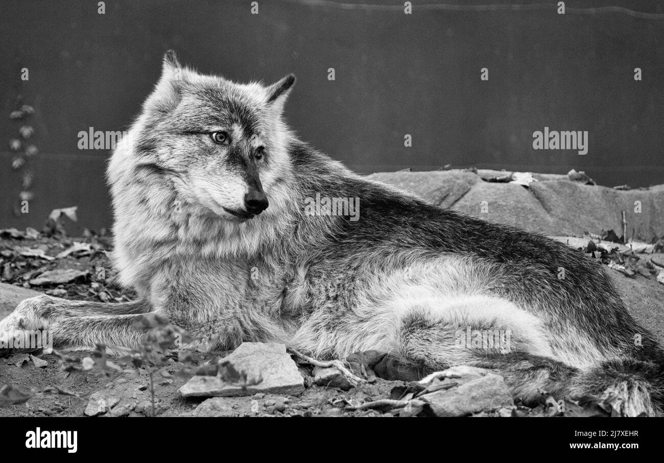 Un loup gris (Canis lupus) regarde de côté au Western North Carolina nature Centre à Asheville, NC, USA. Banque D'Images