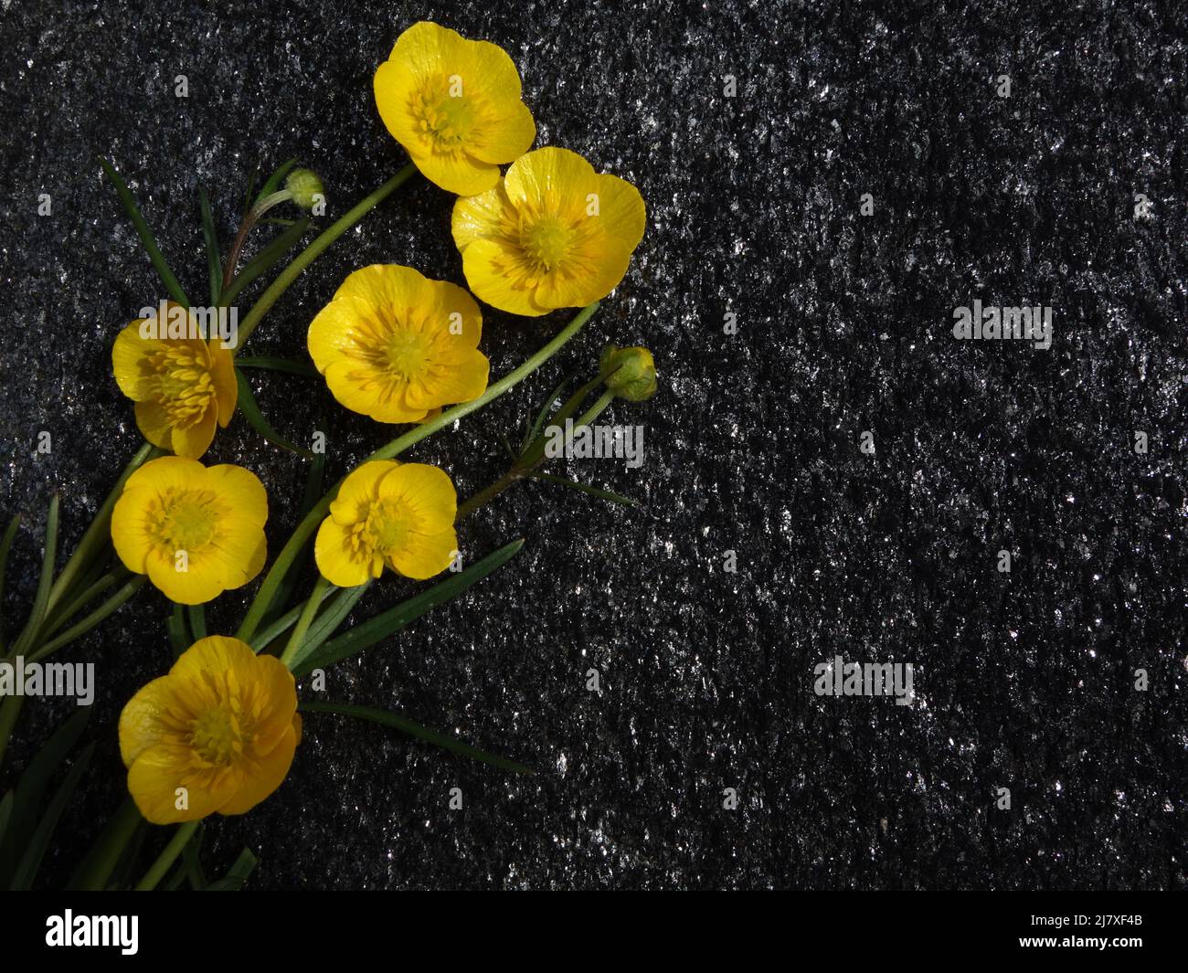 Engsoleie,Ranunculus Acis,Lamsehke,Smørblomst,Tall Buttercup,Sólja,Meadow Buttercup,Common Buttercup,Bidende ranunkel,Giant Buttercup,Smörblomma, Banque D'Images