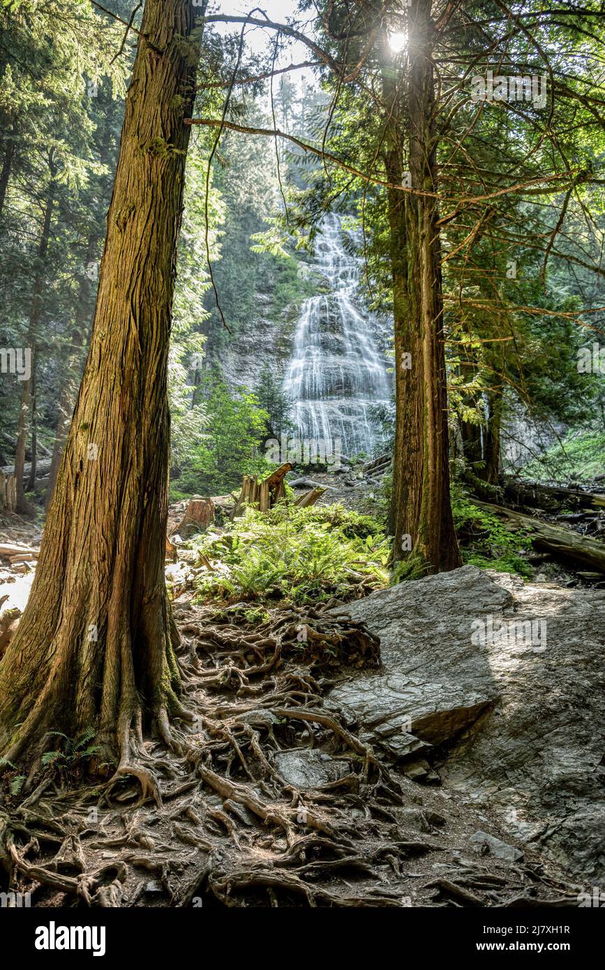 Forêt profonde le jour d'été lumineux avec chute d'eau sur le fond Banque D'Images