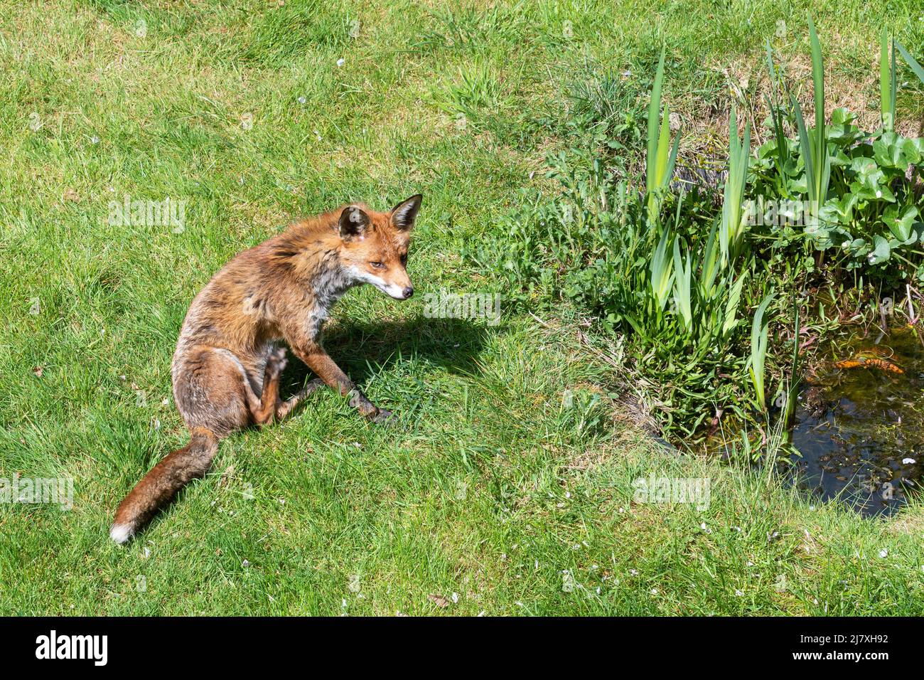 Renard urbain (Vupes vulpes) dans un jardin assis à côté d'un étang de la faune, Hampshire, Angleterre, Royaume-Uni Banque D'Images