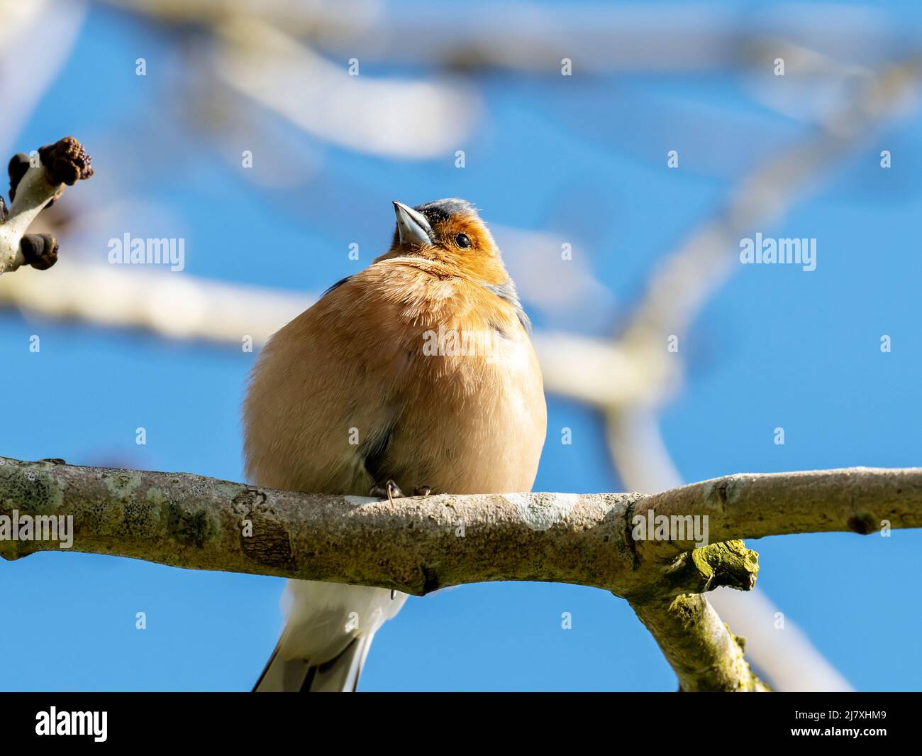 A Chaffinch, Fringilla Coelebs à Austwick, Yorkshire Dales, Royaume-Uni. Banque D'Images