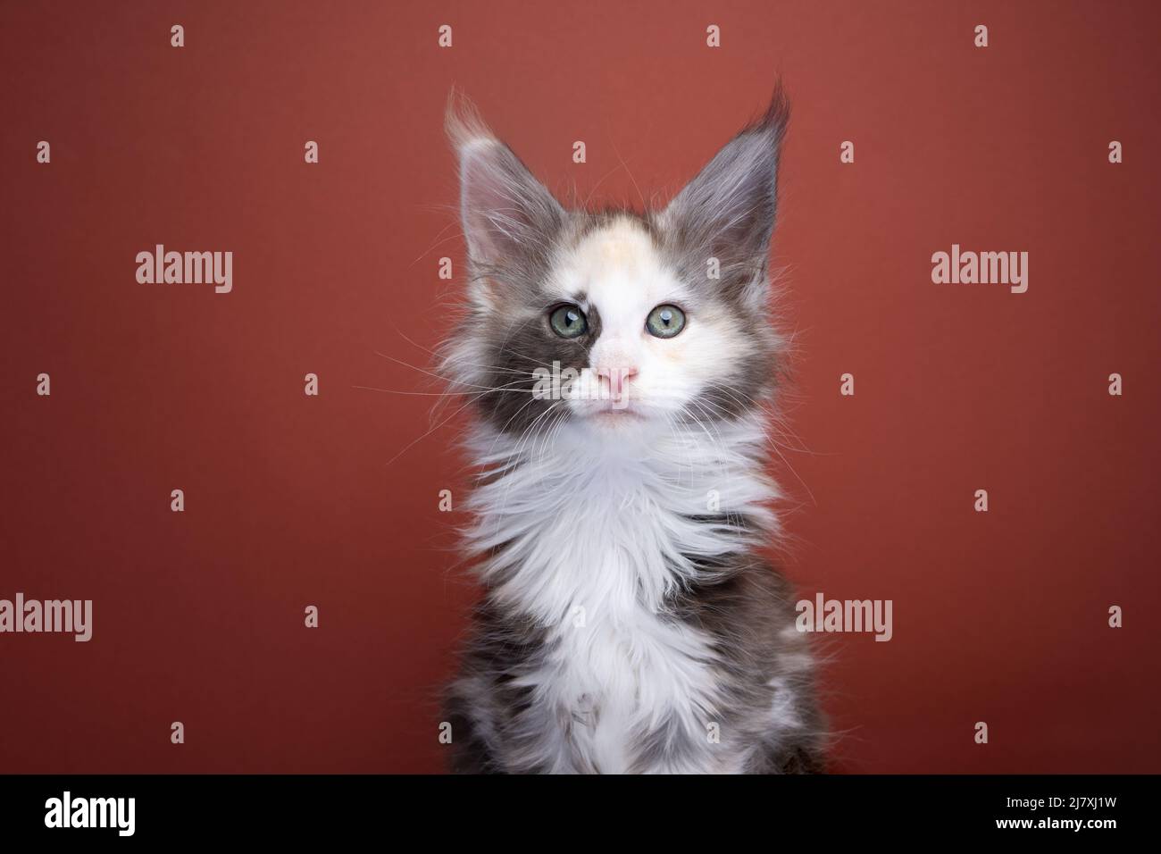 magnifique blanc calico maine coon kitten portrait sur fond rouge brun avec espace de copie Banque D'Images