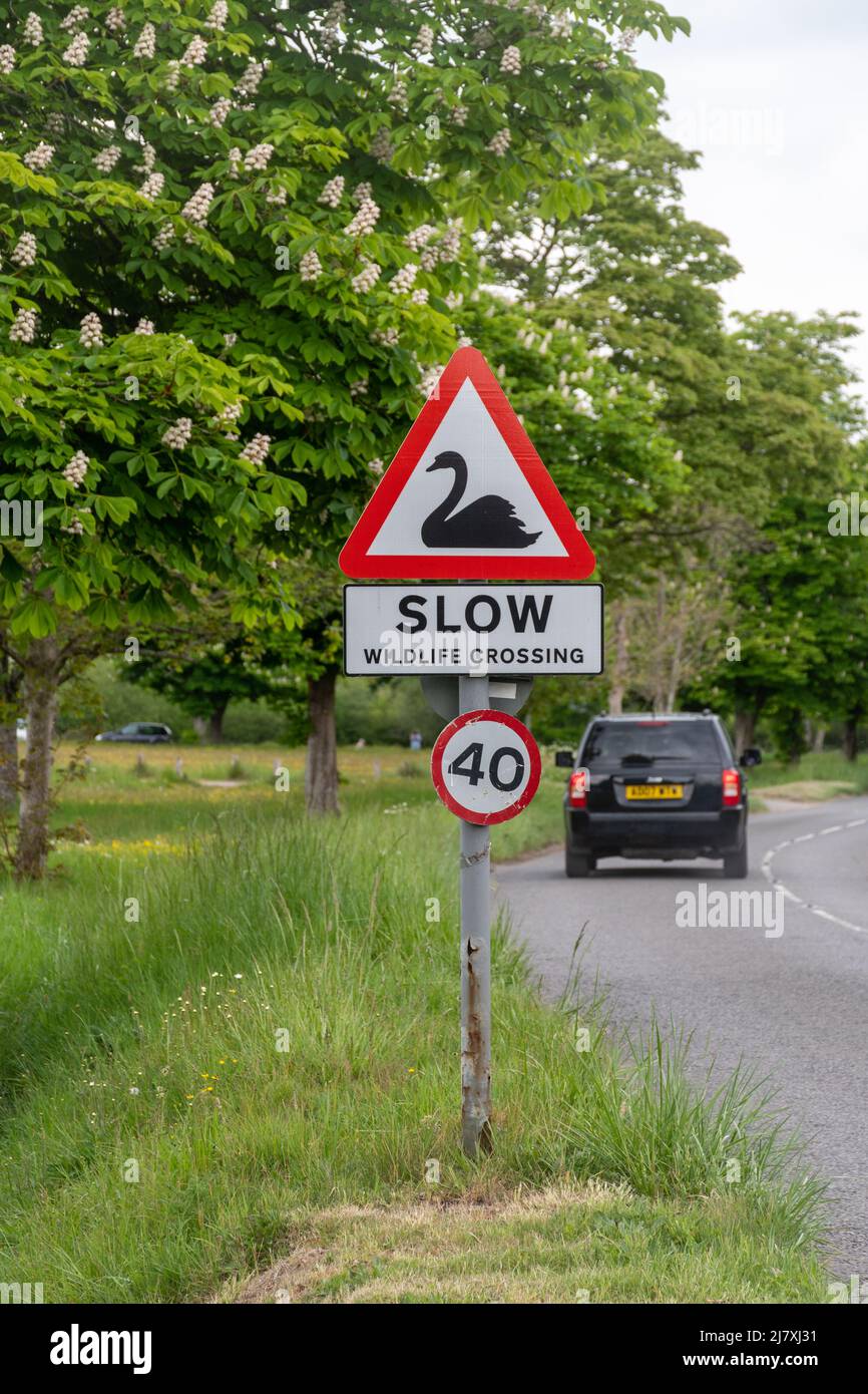 Passage à travers les cygnes, panneau de route de passage à travers la faune dans le village de Dunsfold, Surrey, Angleterre, Royaume-Uni Banque D'Images