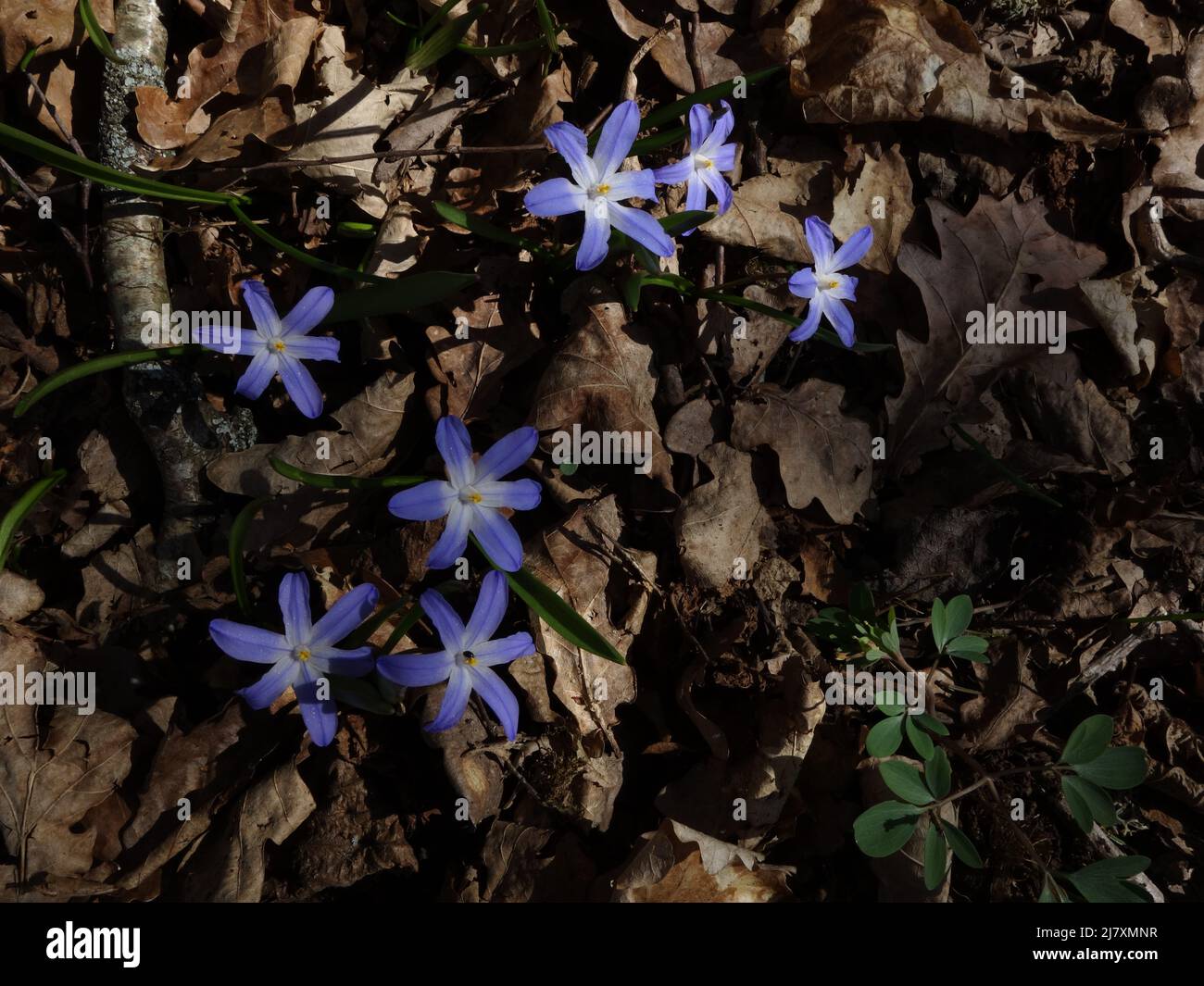 Chionodoxa forbesii est très semblable à la Scilla siberica, mais la couleur des pétales de Snow Star est blanche au milieu, puis bleue. Banque D'Images