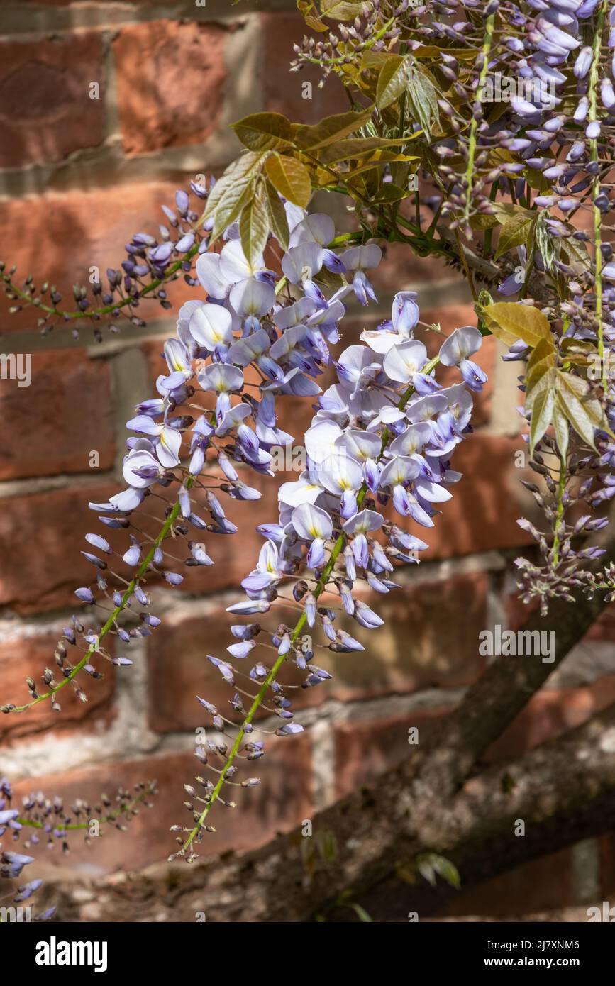 Wisteria 'Caroline' Banque D'Images