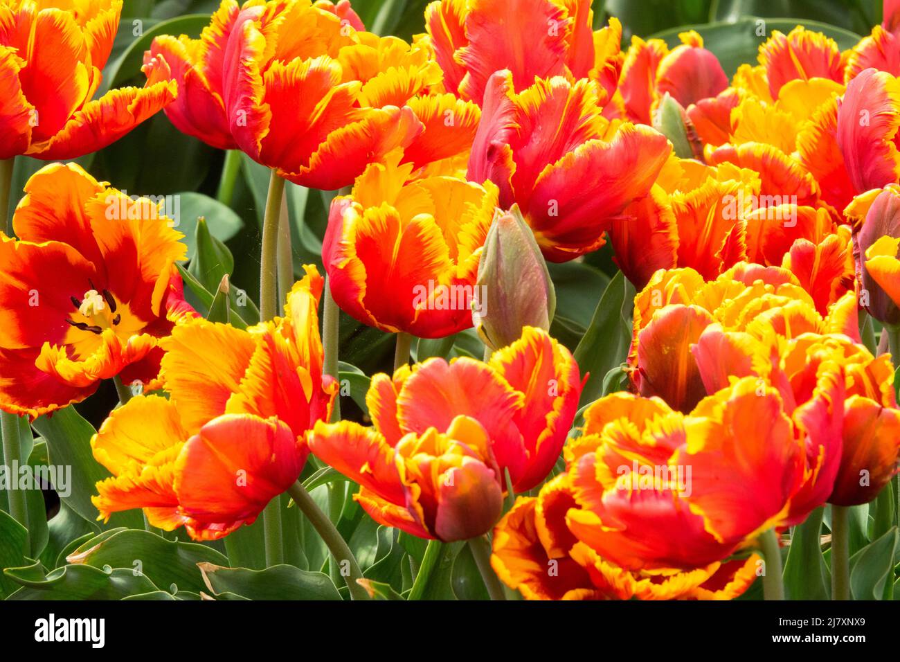 Tulipes 'Bright Parrot' rouge jaune Parrot Tulip Banque D'Images