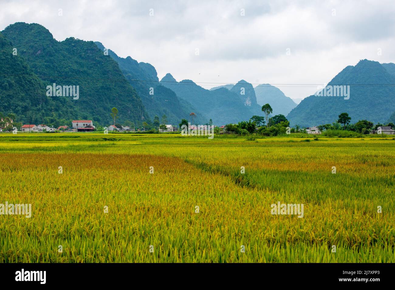 Bac son riz vallée au Vietnam Banque D'Images