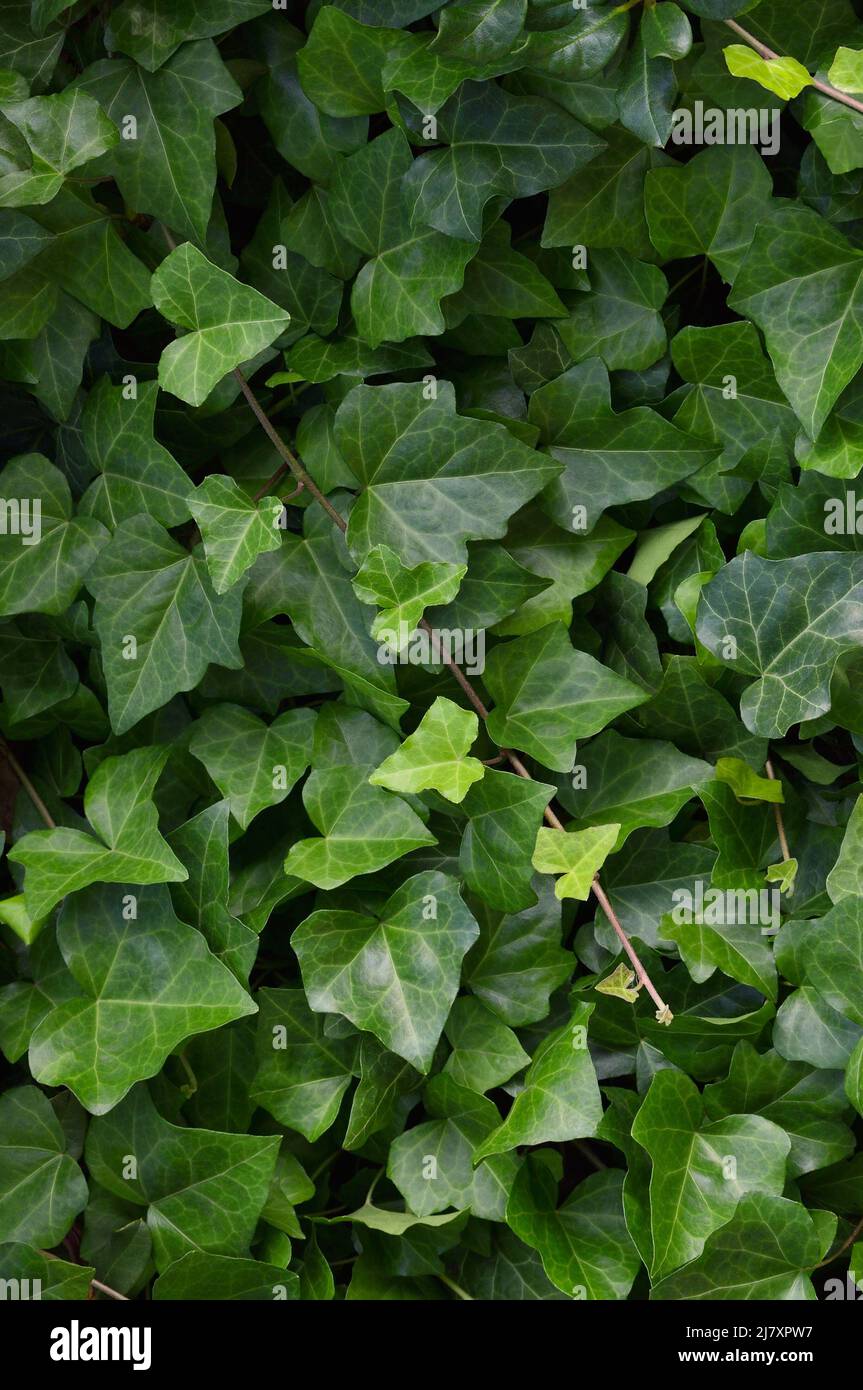 Hedera Helix L. var. baltica feuille, escalade commune Baltique ivy texture plat de fond de plan, grand détail vertical macro gros plan, frais nouveau Banque D'Images