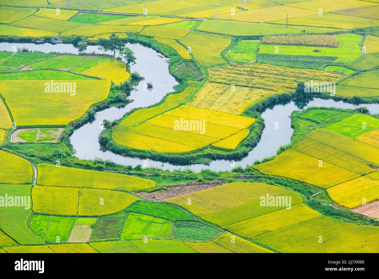 Rizières paisibles et colorées avec une rivière Banque D'Images