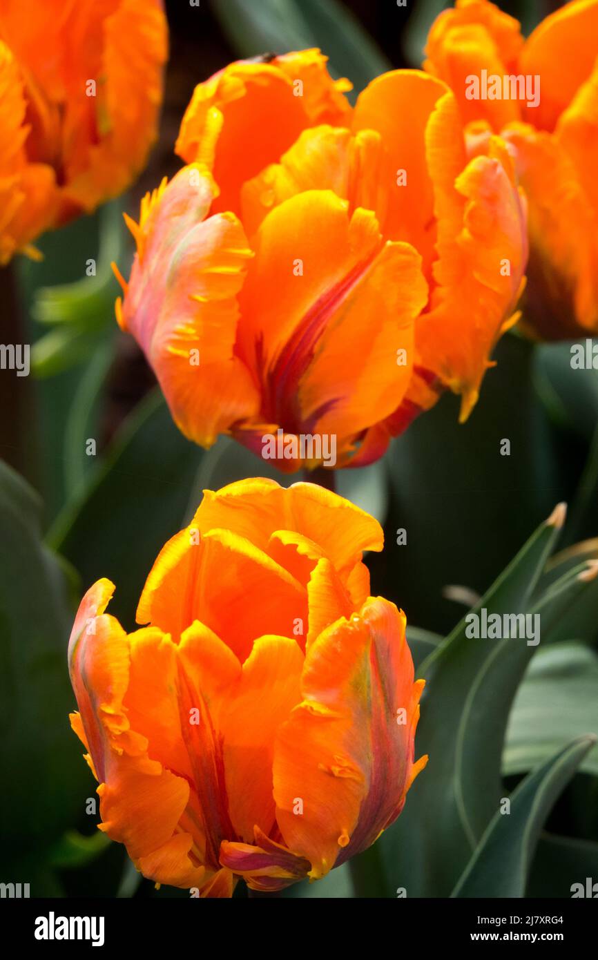 Tulipes 'Prinses Irene' Tulipa Parrot tulipe 'Irene Parrot' Banque D'Images