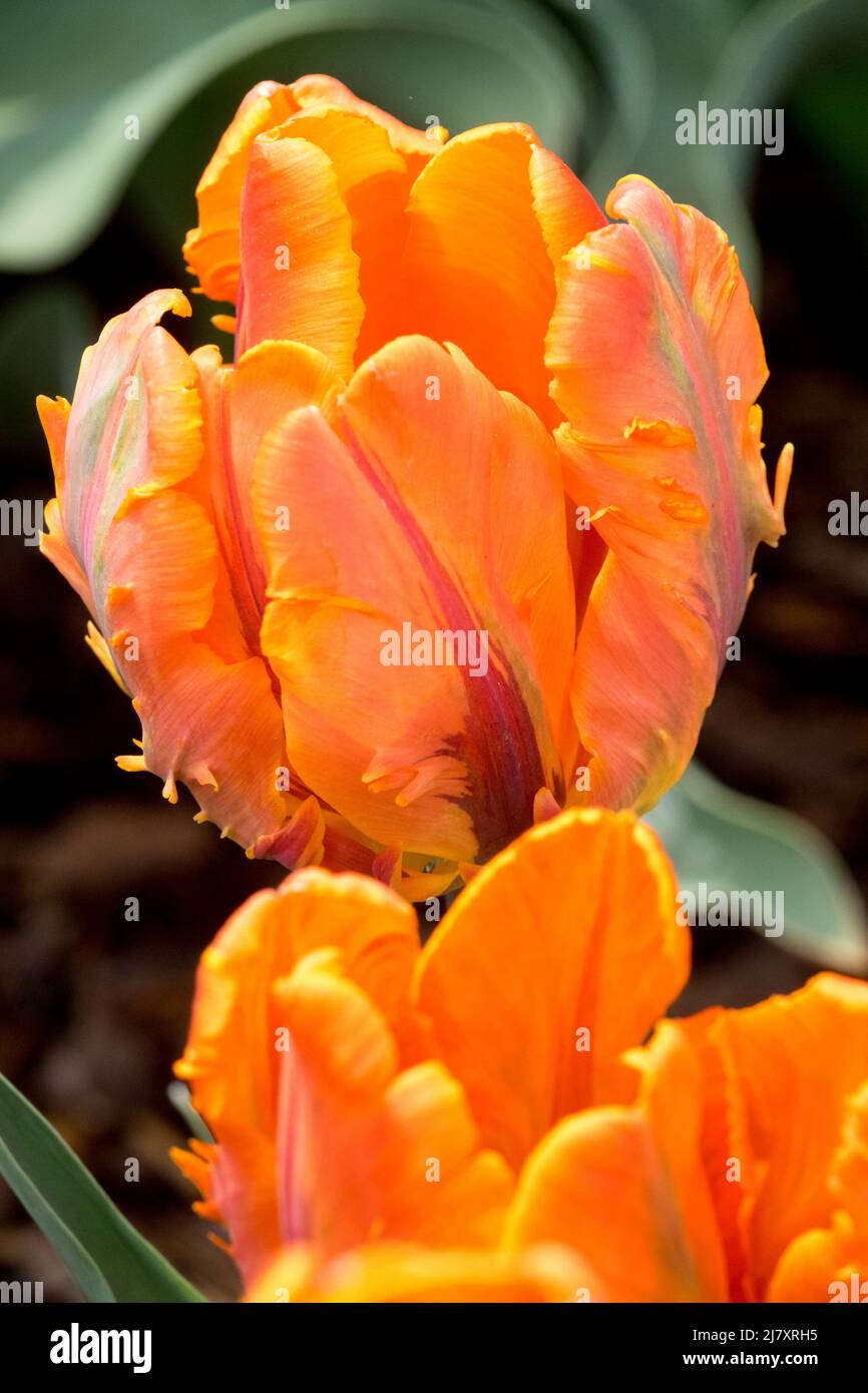 Tulipes orange Tulipa 'Prinses Irene' Parrot Groupe tulipes 'Irene Parrot' Banque D'Images