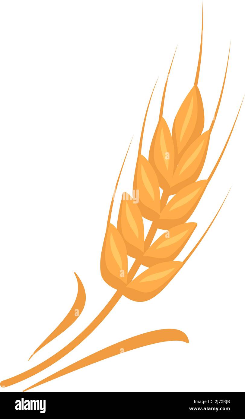 Oreille d'or de blé, grains pour faire de la farine, pain à pâte et autres aliments. Illustration vectorielle plate Illustration de Vecteur