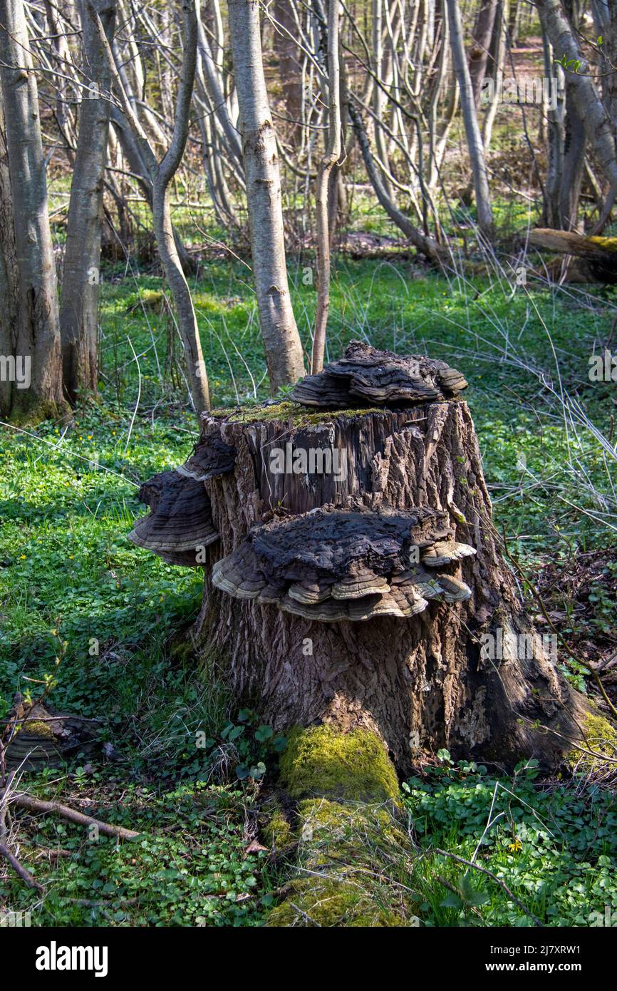 Tronc d'arbre recouvert de champignon de l'urine (Fomes fomentarius), Rabelsund, Rabel, Schleswig-Holstein, Allemagne Banque D'Images