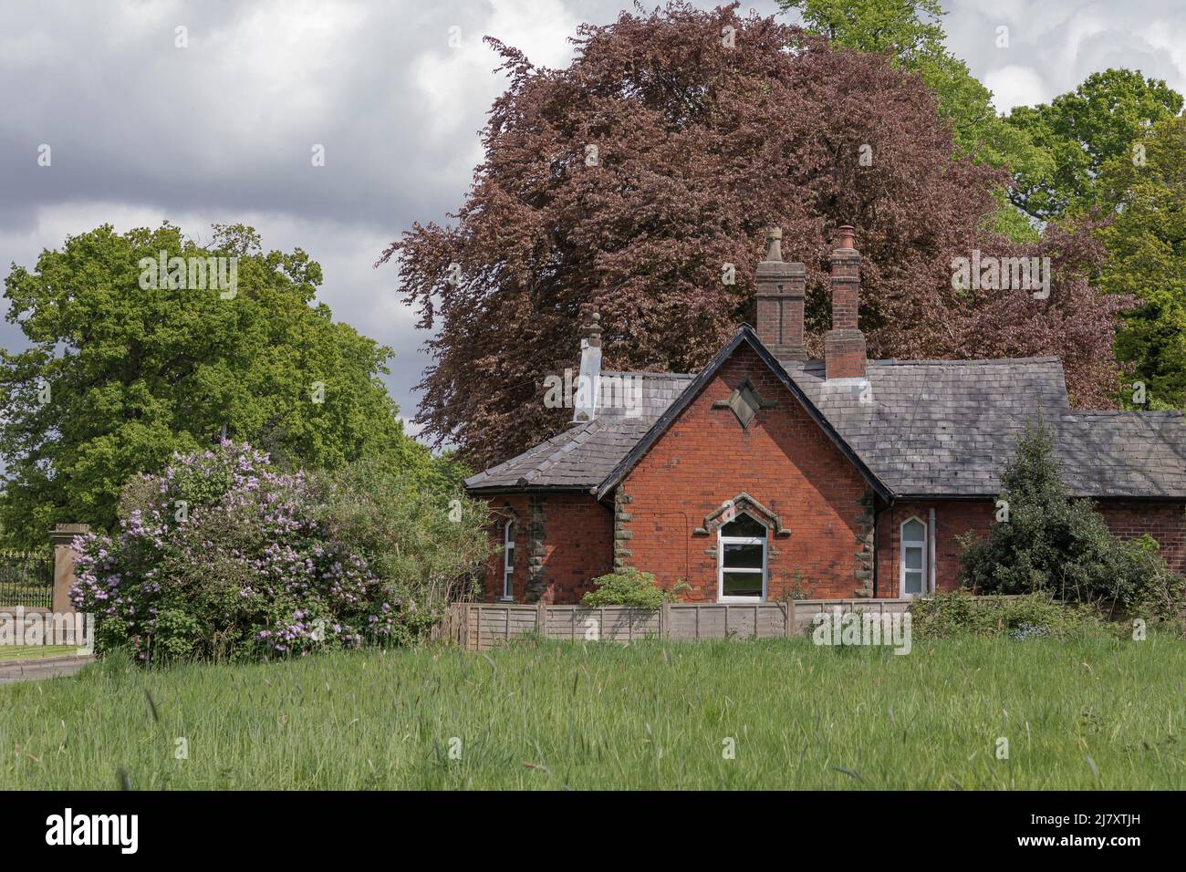 Petit bungalow en brique rouge avec un Bush lilas à l'extérieur et un arbre de plage en cuivre Banque D'Images