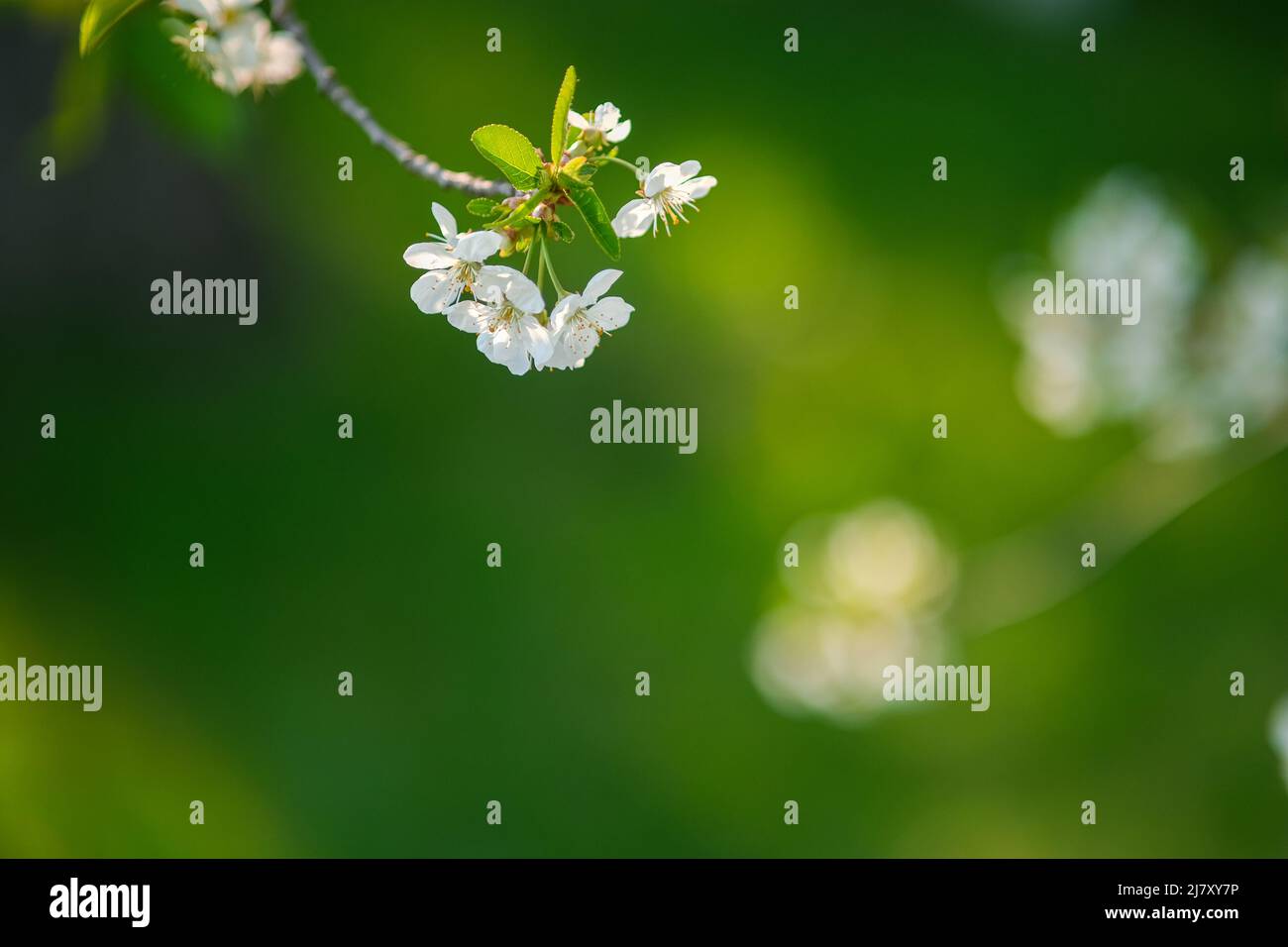 Jardin de printemps fleuri. Brindilles fleuries sur fond d'herbe verte. Banque D'Images