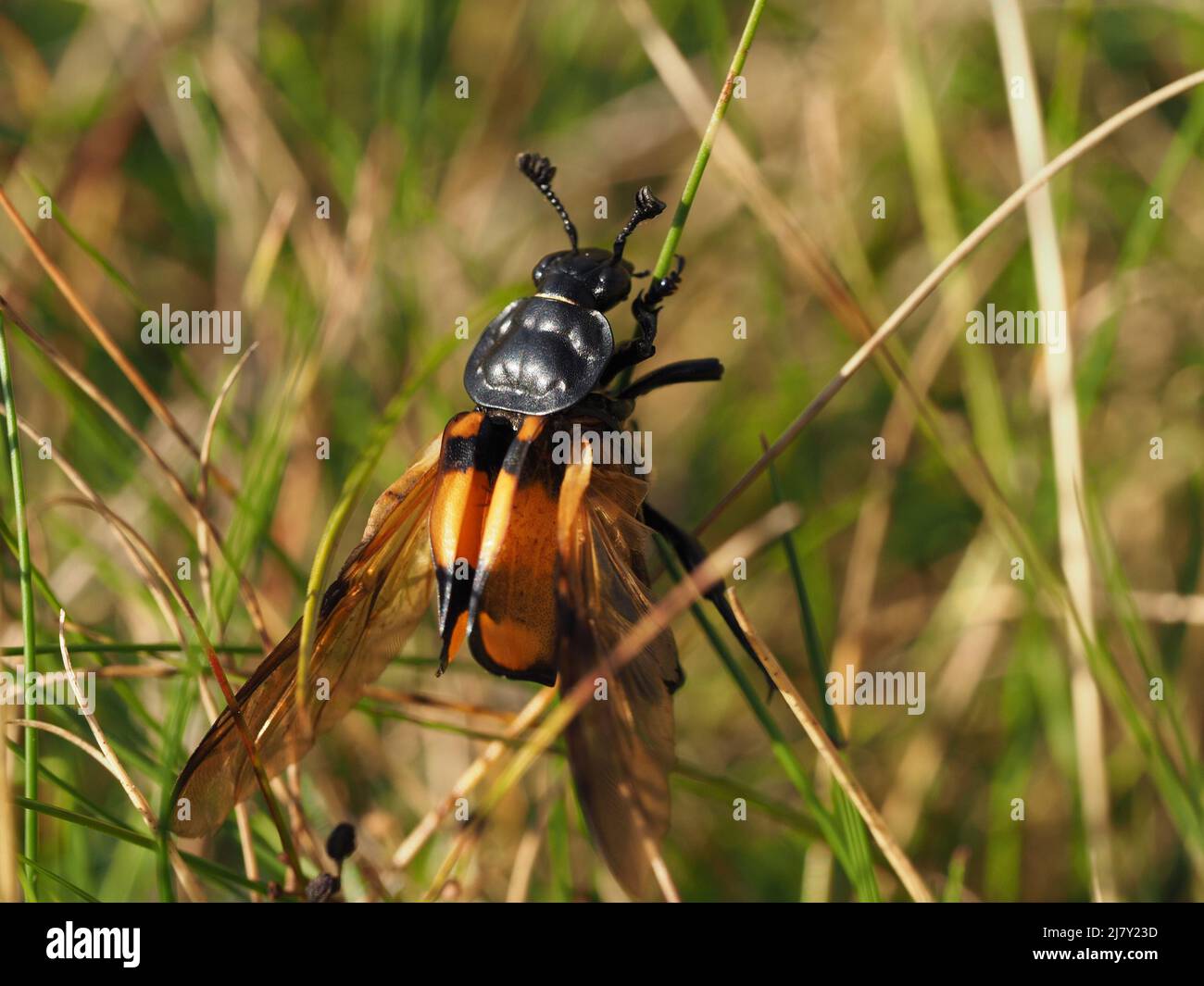 Coléoptère commun de sexton (Nicrophorus vespilloides) - ailes exposées derrière l'élytra ouvert (cas d'ailes) - récepteurs sensibles sur les antennes Cumbria, Angleterre, Royaume-Uni Banque D'Images