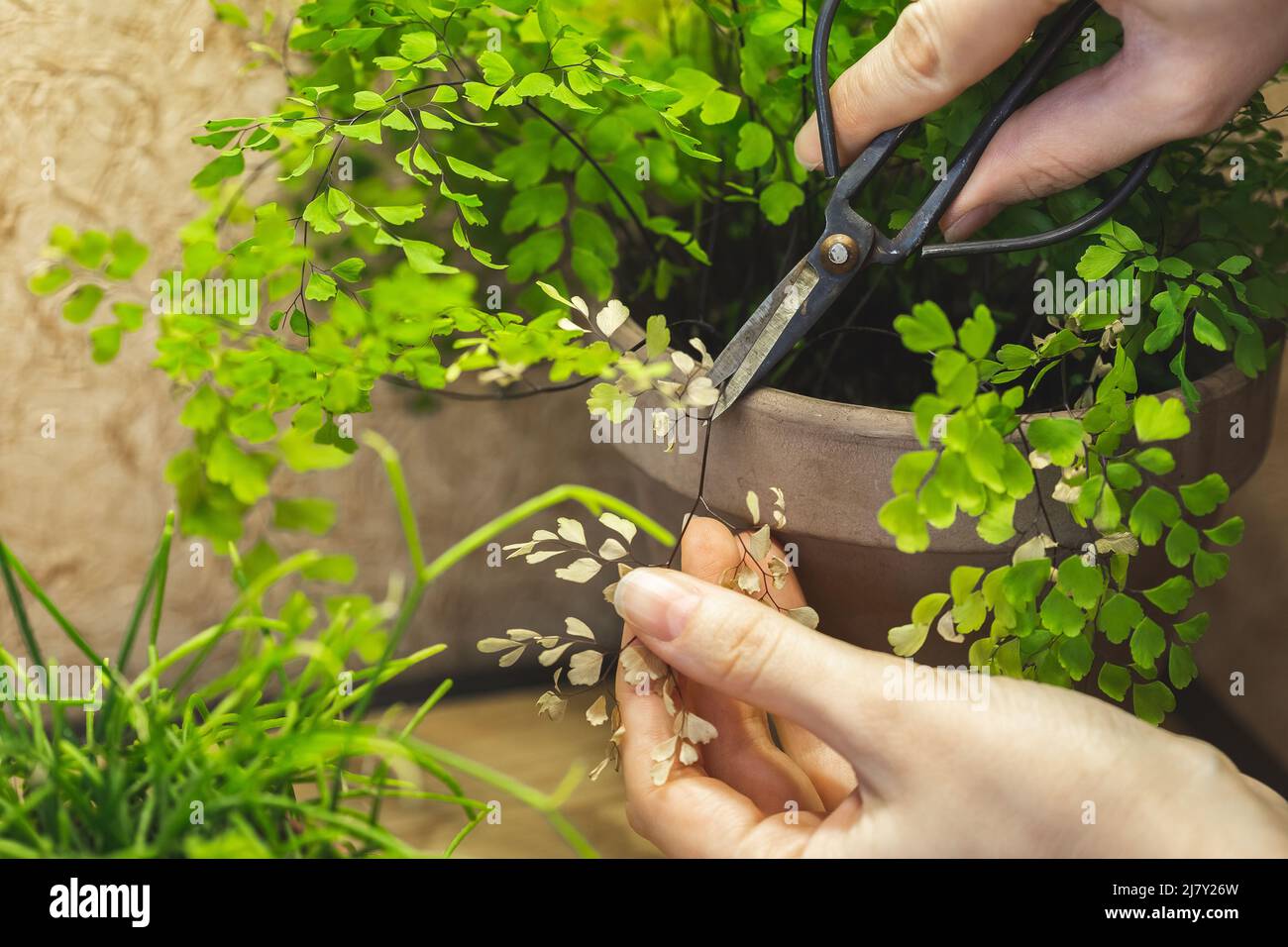 Découpage des frondes de feuilles jaunes sèches de la plante en pot Adiantum Fern. Concept de soin des plantes Banque D'Images