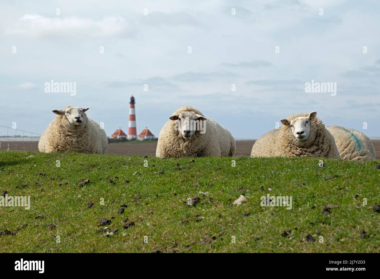 Moutons couchés sur la digue devant le phare Westerhever, péninsule d'Eiderstedt, Schleswig-Holstein, Allemagne Banque D'Images
