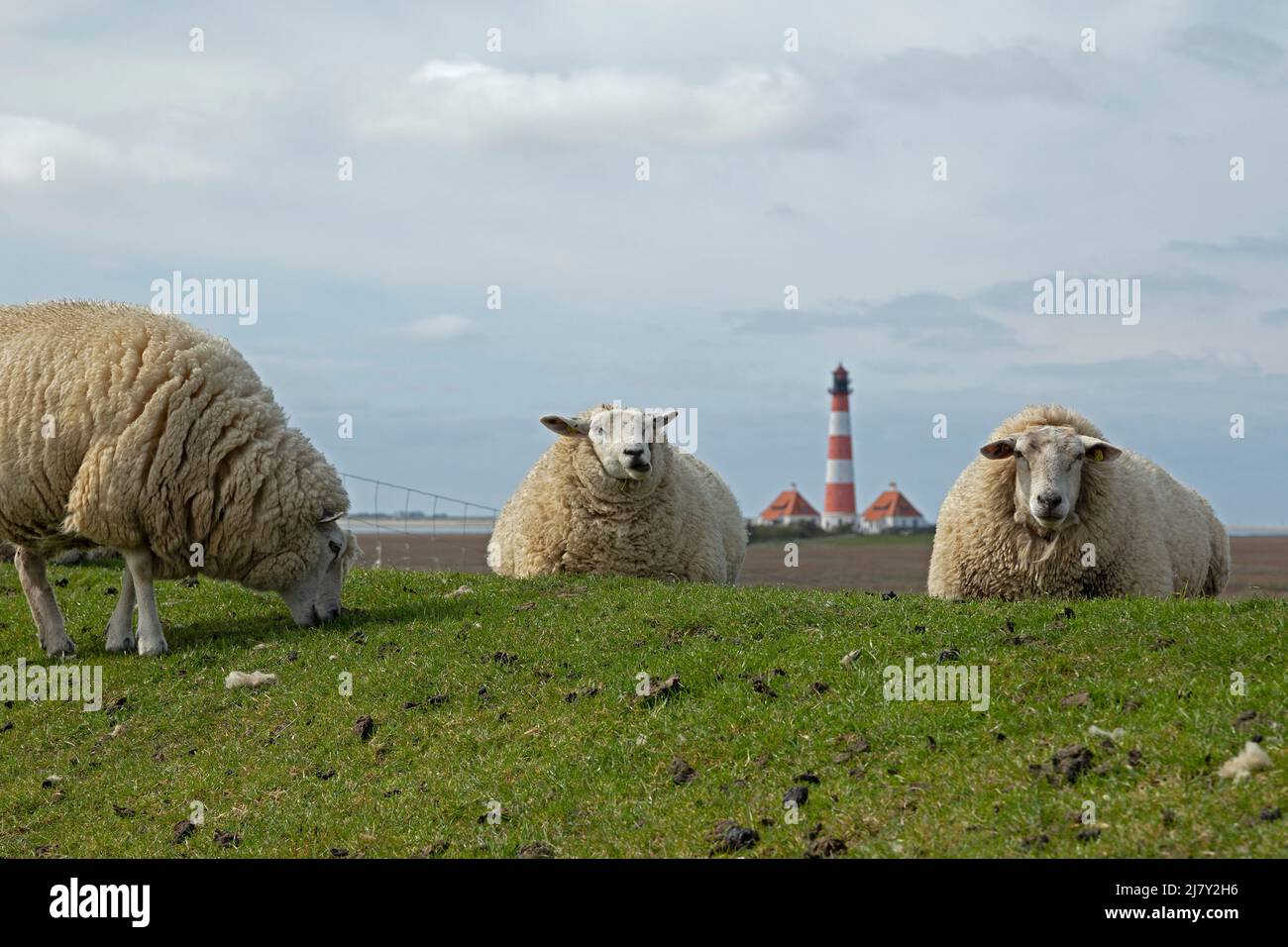 Moutons couchés sur la digue devant le phare Westerhever, péninsule d'Eiderstedt, Schleswig-Holstein, Allemagne Banque D'Images