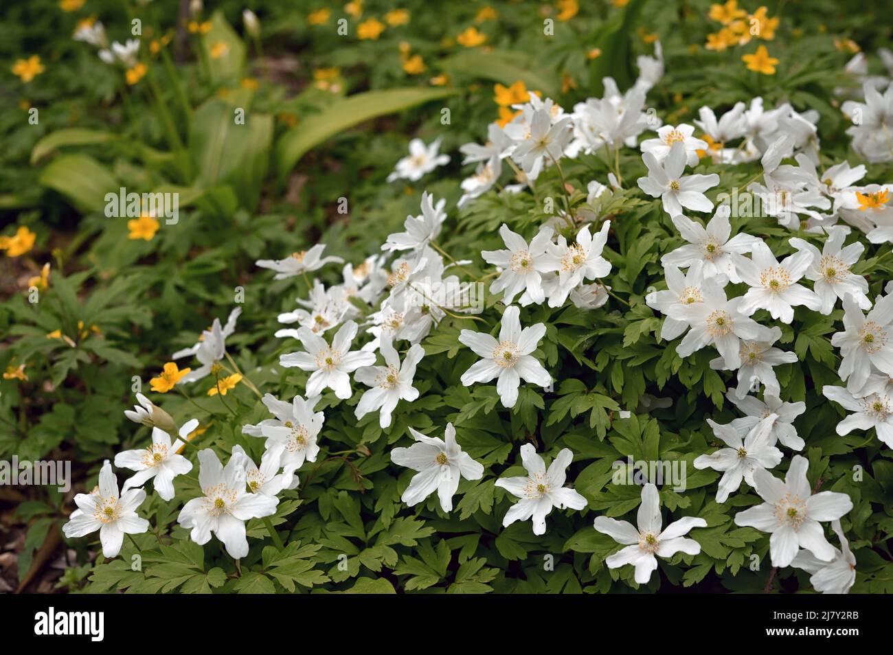 Gros plan Windflower, Anemone Nemorosa dans la forêt Banque D'Images