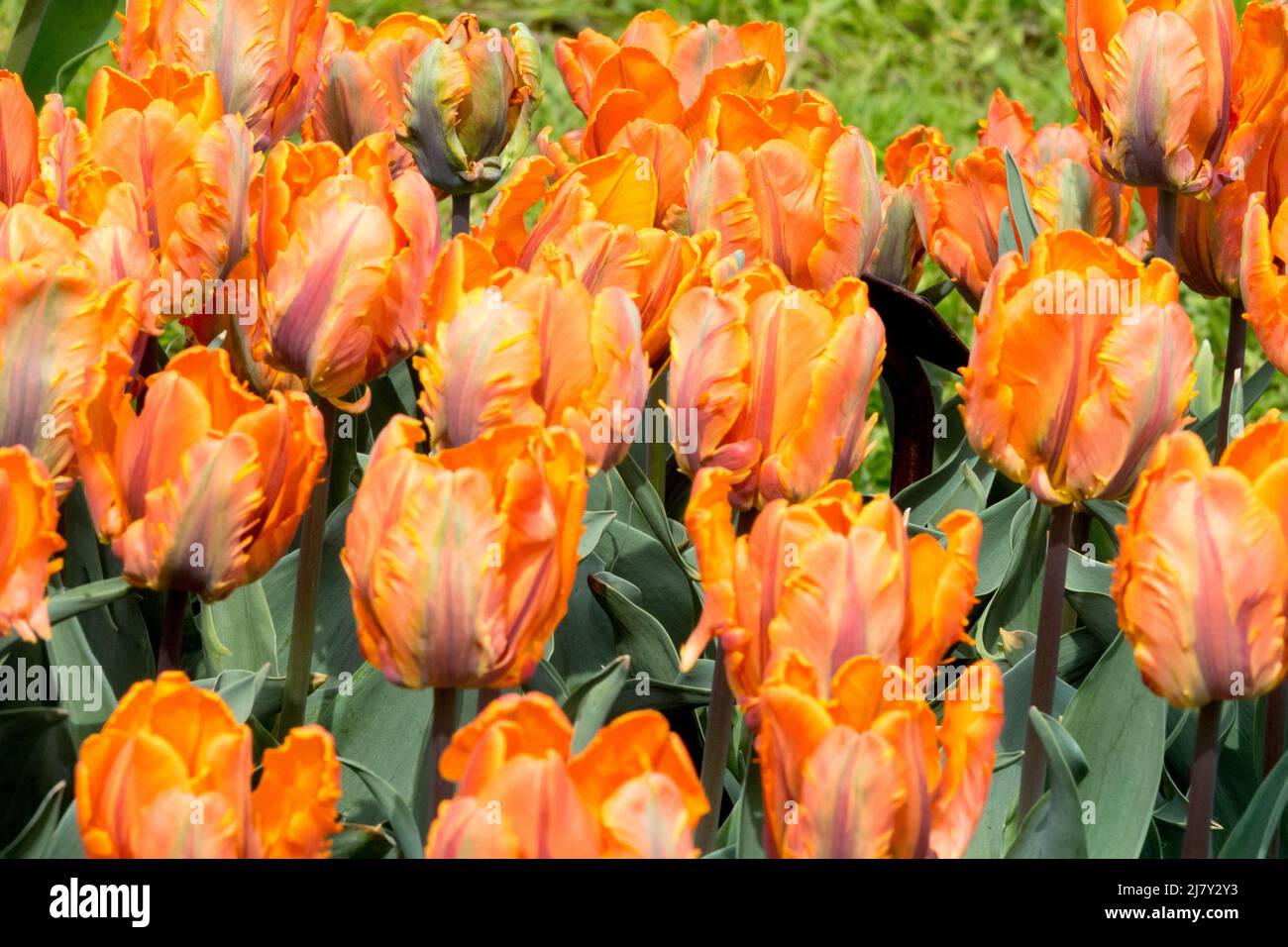 Tulipa 'Prinses Irene' Tulips Parrot Tulip 'Prinses Irene', Tulip 'Irene Parrot' Banque D'Images