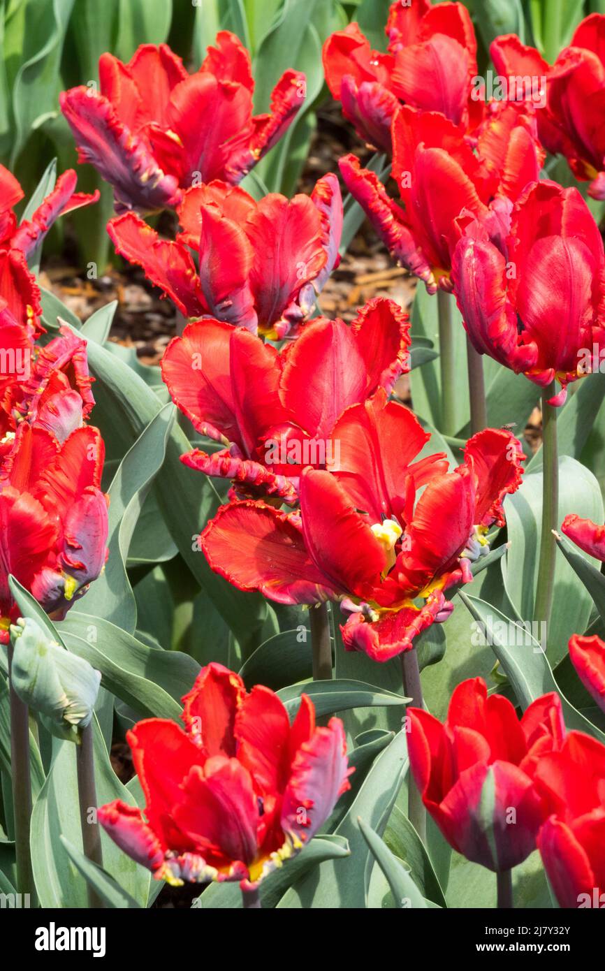 Tulipes rouges 'Rococo' Parrot Tulip, Tulipa Banque D'Images