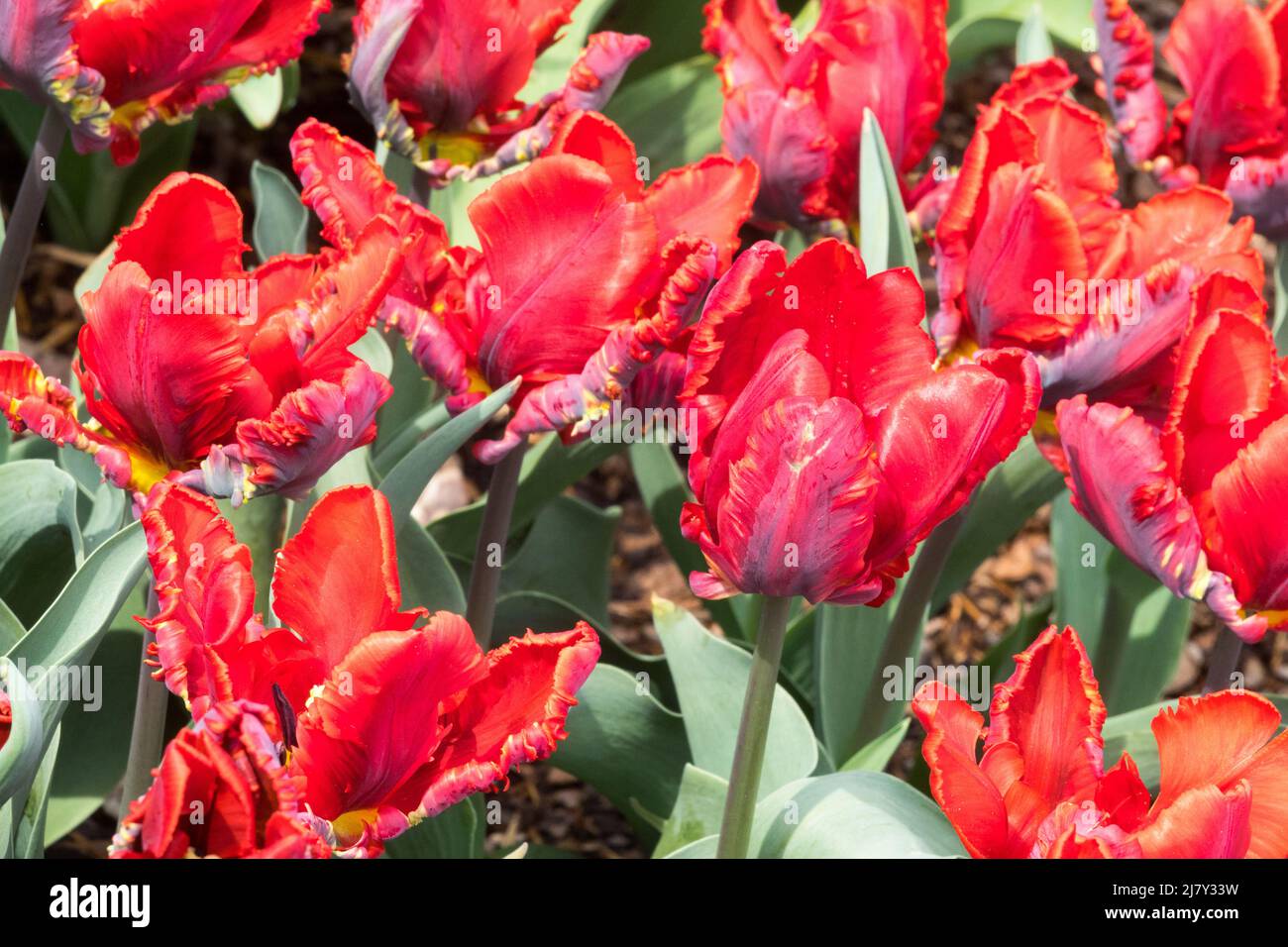 Tulipes 'Rococo' Parrot Tulip Banque D'Images