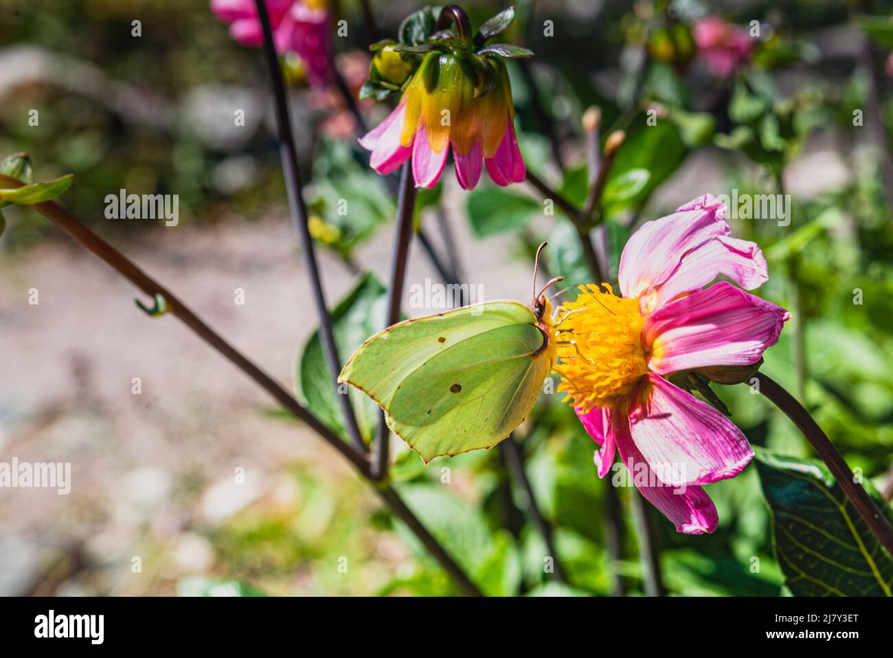Gonepteryx rhamni Brimstones papillon. Le détail de papillon jaune collectant le nectar des fleurs montre le rôle des insectes (pollinisateurs) dans la pollinisation Banque D'Images