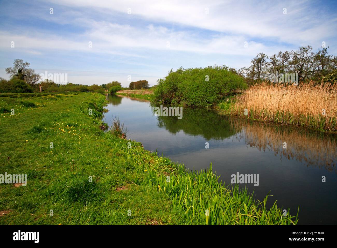 Une vue sur la rivière Bure dans les hauts tronçons approchant Buxton avec sentier de promenade au bord de la rivière au printemps à Horstead, Norfolk, Angleterre, Royaume-Uni. Banque D'Images