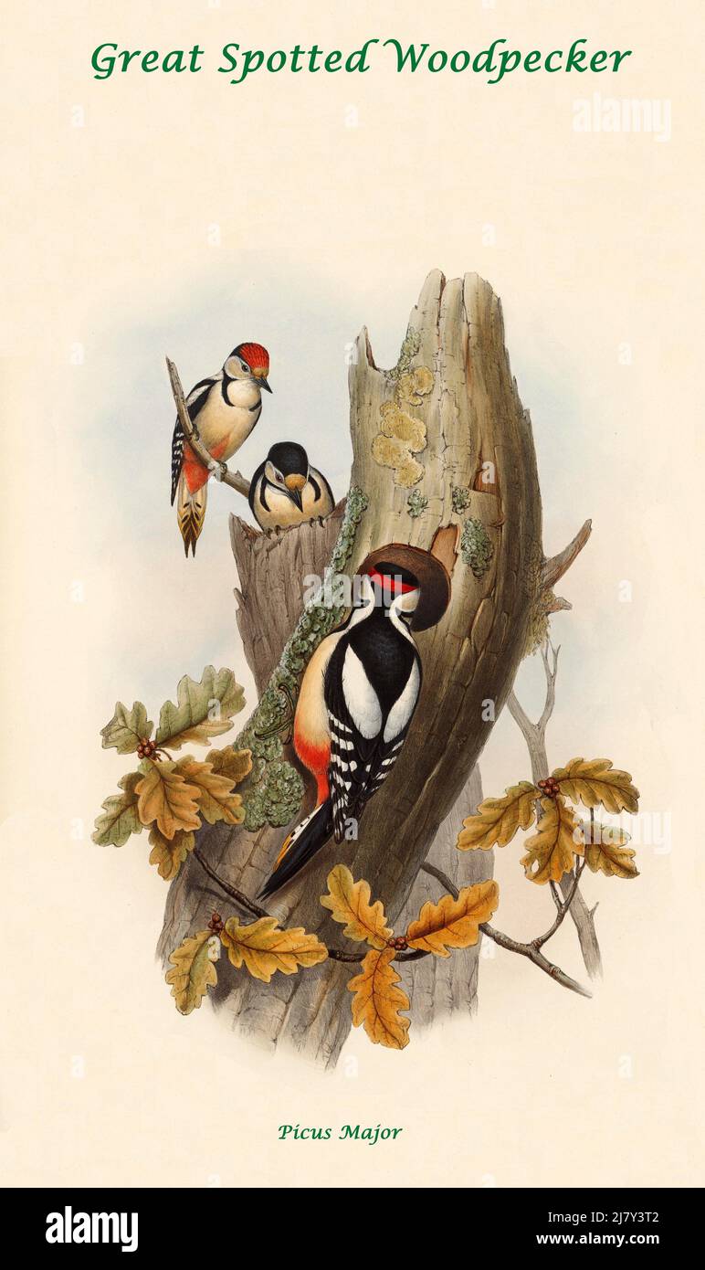 Great Spotted Woodpecker Banque D'Images