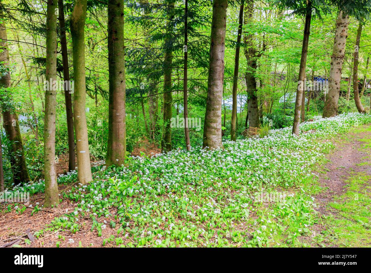 Ail sauvage en fleur sur le côté d'une banque de bois Banque D'Images