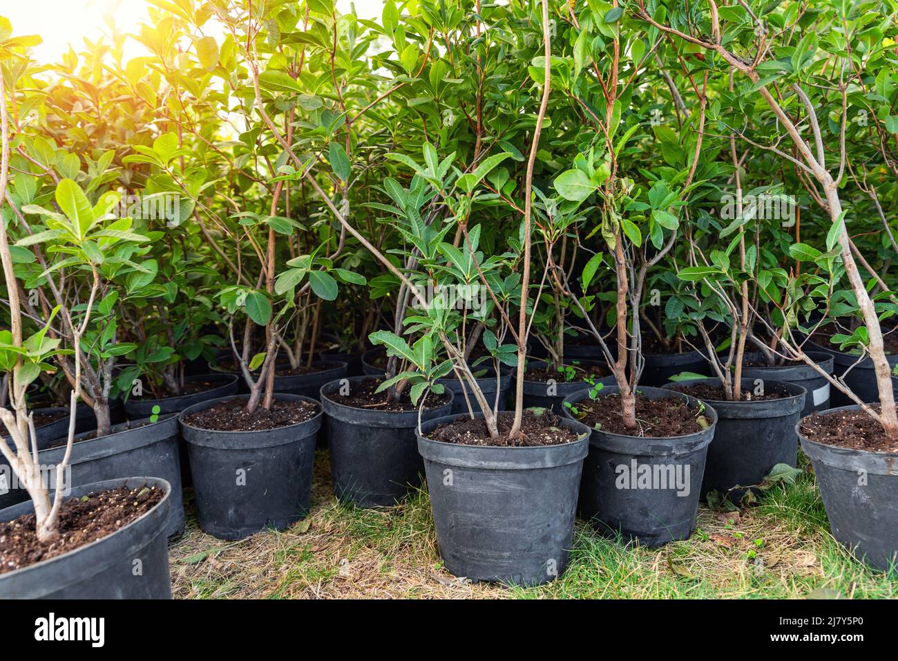 Beaucoup de petits pots en plastique avec des buissons de fleur de rhododendron azalea préparés pour planter le jardin ornemental pré ensoleillé jour.Usine saisonnière Banque D'Images