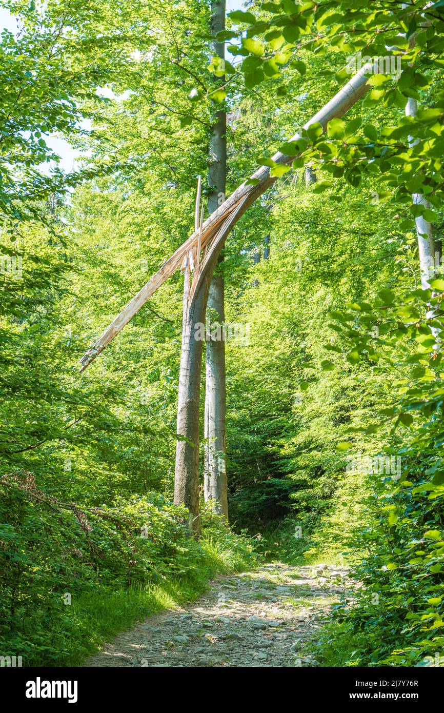 Tronc d'arbre brisé le long d'un sentier de randonnée dans la chaîne de montagnes de Beskid Banque D'Images