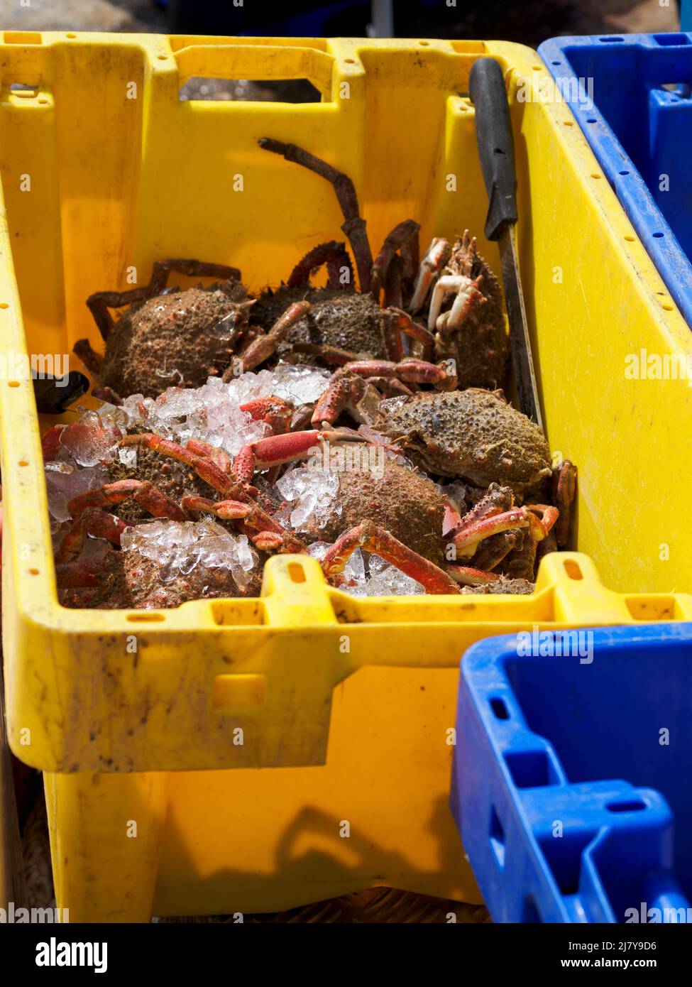 Crabes cornish King, crabes à araignée commune, Maja brachydactyla, Brixham, Devon, ROYAUME-UNI Banque D'Images