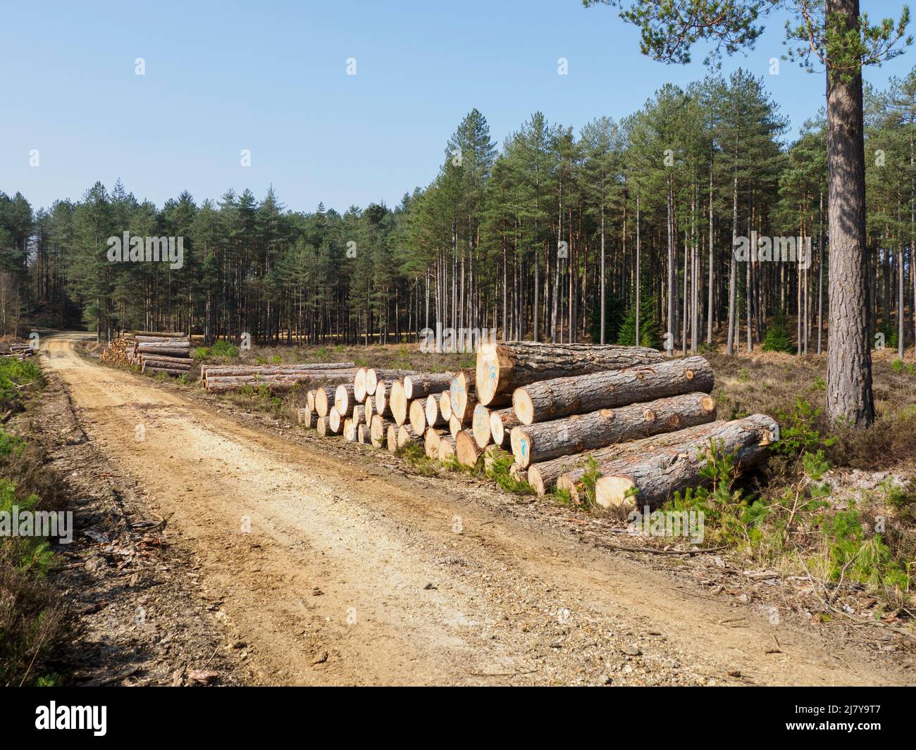 Route forestière, New Forest, Hampshire, Royaume-Uni Banque D'Images
