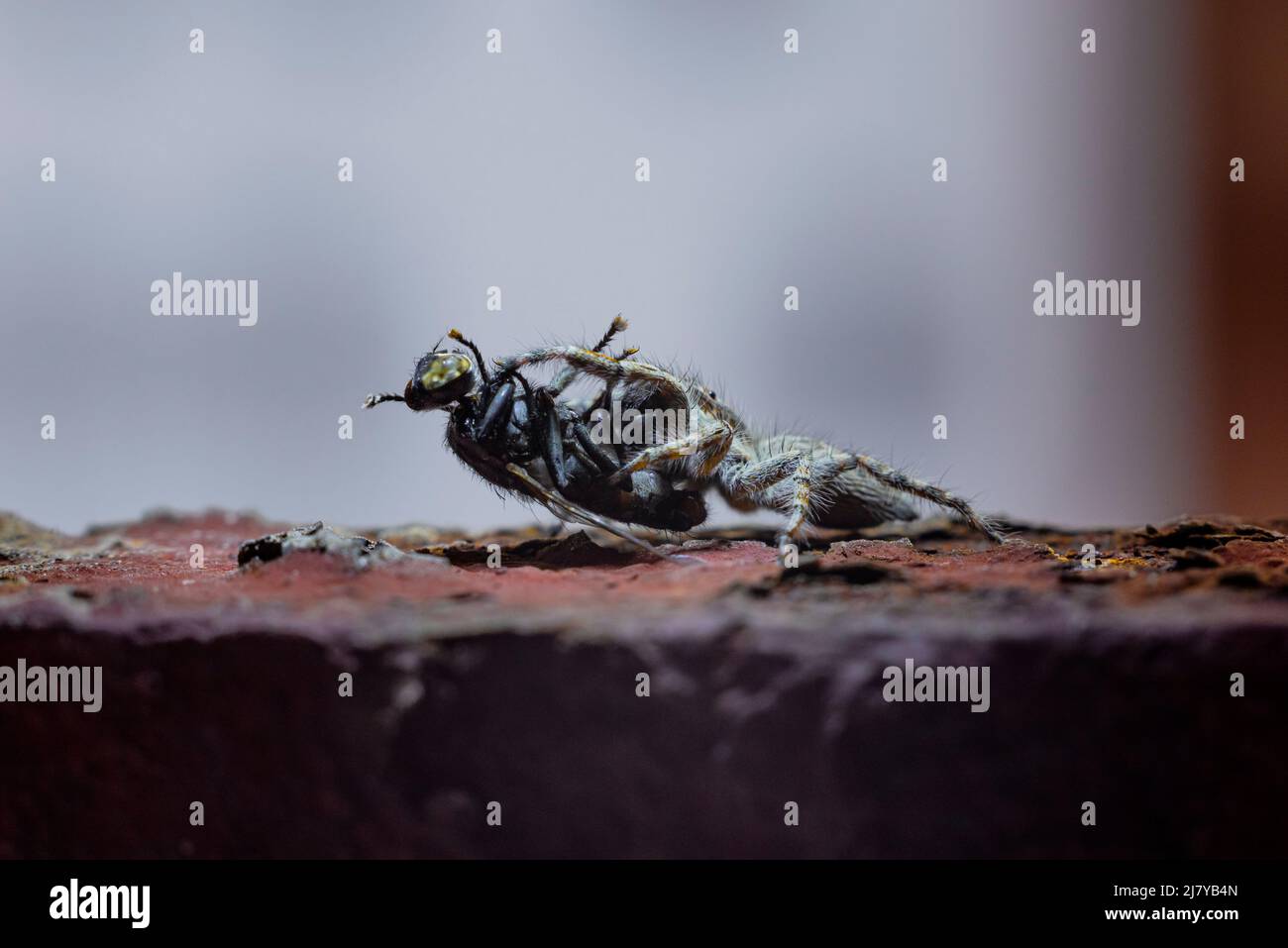 Petite araignée noire, brune et blanche, salticidae, mangeant une mouche de la maison. Photo macro de haute qualité Banque D'Images