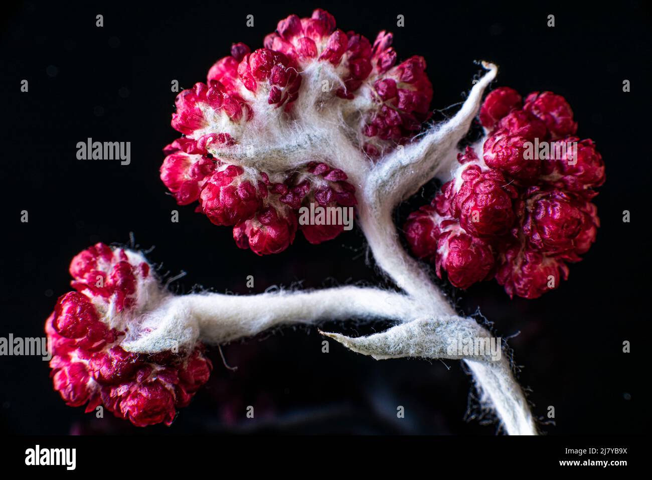 Helichrysum Sanguineum - alias fleurs rouges persistantes, Bélé rouge, floraison à la fin du printemps dans la région méditerranéenne, les montagnes de Judée, Israël. Fleurs éternelles. Photo de haute qualité Banque D'Images